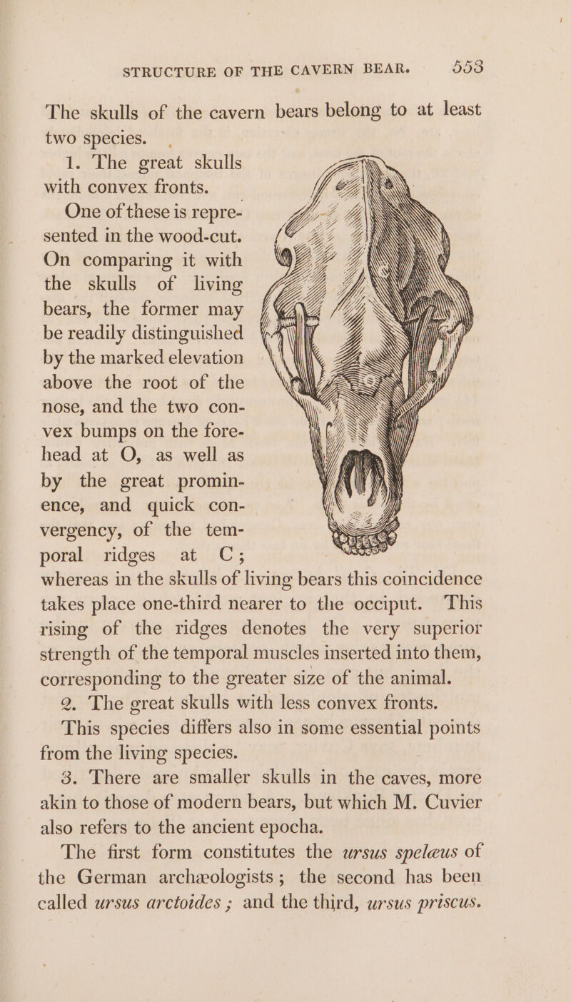 STRUCTURE OF THE CAVERN BEAR. 558 The skulls of the cavern bears belong to at least two species. 1. The great skulls with convex fronts. One of these is repre- sented in the wood-cut. On comparing it with the skulls of living bears, the former may be readily distinguished by the marked elevation above the root of the # nose, and the two con- vex bumps on the fore- head at O, as well as by the great promin- ence, and quick con- EK Sot ‘ >> KG 3 : ) = ‘ AVY ¥ WAS SSS SY LUNN Y \ SSC EOI I WCW, ‘ Sa N S OOS | 3 7 YORE WY 3 Wy NX \ ‘ BERN RY SOY RAW Y : ww \ SS MQ Ree \ _ \ ~ SY MN \ 4 ee a E di G vergency, of the tem- tiny poral ridges at C; er whereas in the skulls of living bears this coincidence takes place one-third nearer to the occiput. This rising of the ridges denotes the very superior strength of the temporal muscles inserted into them, corresponding to the greater size of the animal. 2. The great skulls with less convex fronts. This species differs also in some essential points from the living species. | 3. There are smaller skulls in the caves, more akin to those of modern bears, but which M. Cuvier also refers to the ancient epocha. The first form constitutes the ursus speleus of the German archeologists; the second has been called ursus arctoides ; and the third, ursus priscus.