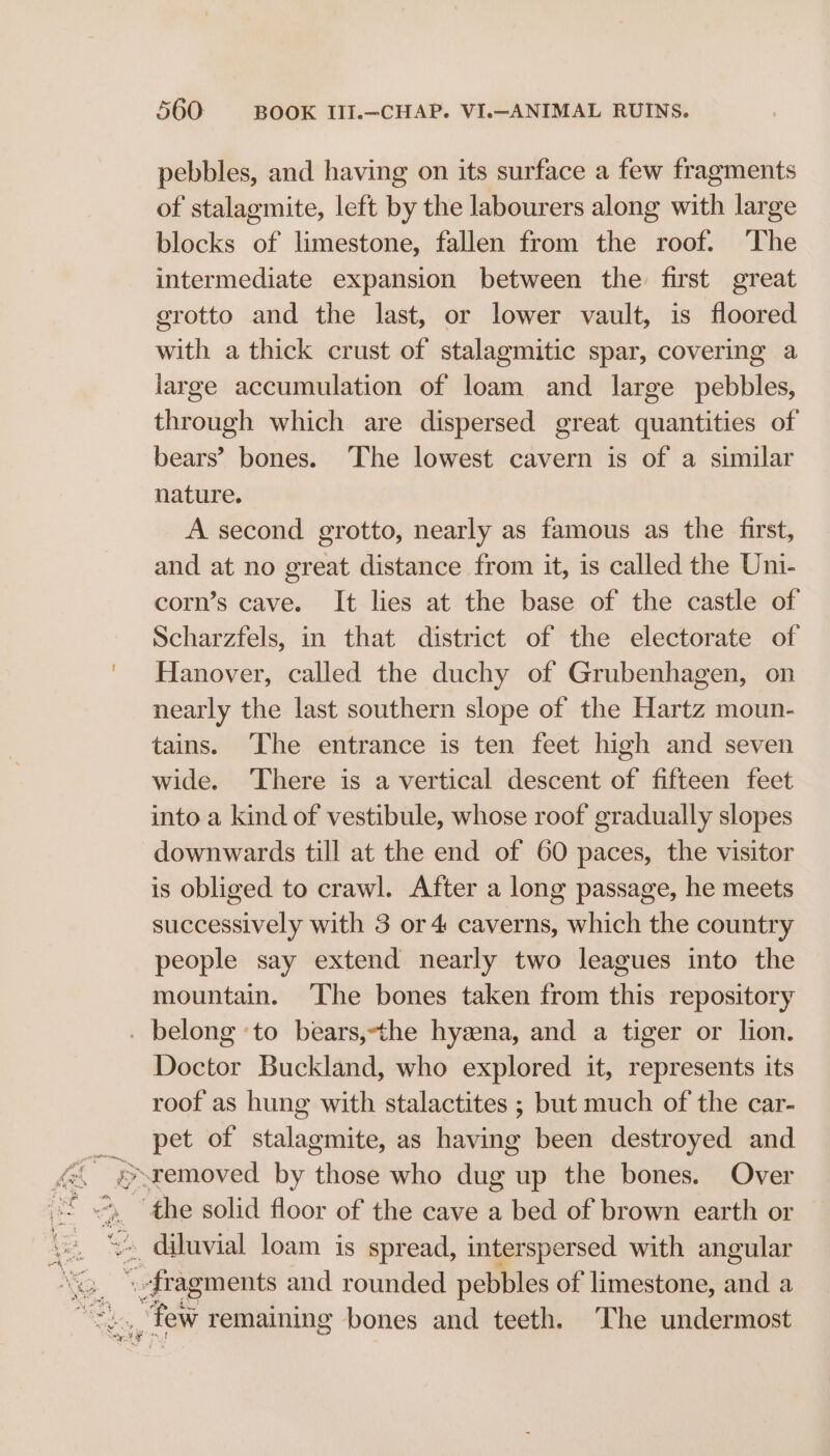 pebbles, and having on its surface a few fragments of stalagmite, left by the labourers along with large blocks of limestone, fallen from the roof. ‘The intermediate expansion between the first great erotto and the last, or lower vault, is floored with a thick crust of stalagmitic spar, covering a large accumulation of loam and large pebbles, through which are dispersed great quantities of bears’ bones. The lowest cavern is of a similar nature. A second grotto, nearly as famous as the first, and at no great distance from it, is called the Uni- corn’s cave. It lies at the base of the castle of Scharzfels, in that district of the electorate of Hanover, called the duchy of Grubenhagen, on nearly the last southern slope of the Hartz moun- tains. The entrance is ten feet high and seven wide. ‘There is a vertical descent of fifteen feet into a kind of vestibule, whose roof gradually slopes downwards till at the end of 60 paces, the visitor is obliged to crawl. After a long passage, he meets successively with 3 or 4 caverns, which the country people say extend nearly two leagues into the mountain. ‘The bones taken from this repository . belong ‘to bears,-the hyzna, and a tiger or lion. Doctor Buckland, who explored it, represents its roof as hung with stalactites ; but much of the car- pet of stalagmite, as having been destroyed and ‘the solid floor of the cave a bed of brown earth or fev: poner and rounded pebbles of limestone, ad a , Few remaining bones and teeth. ‘The undermost