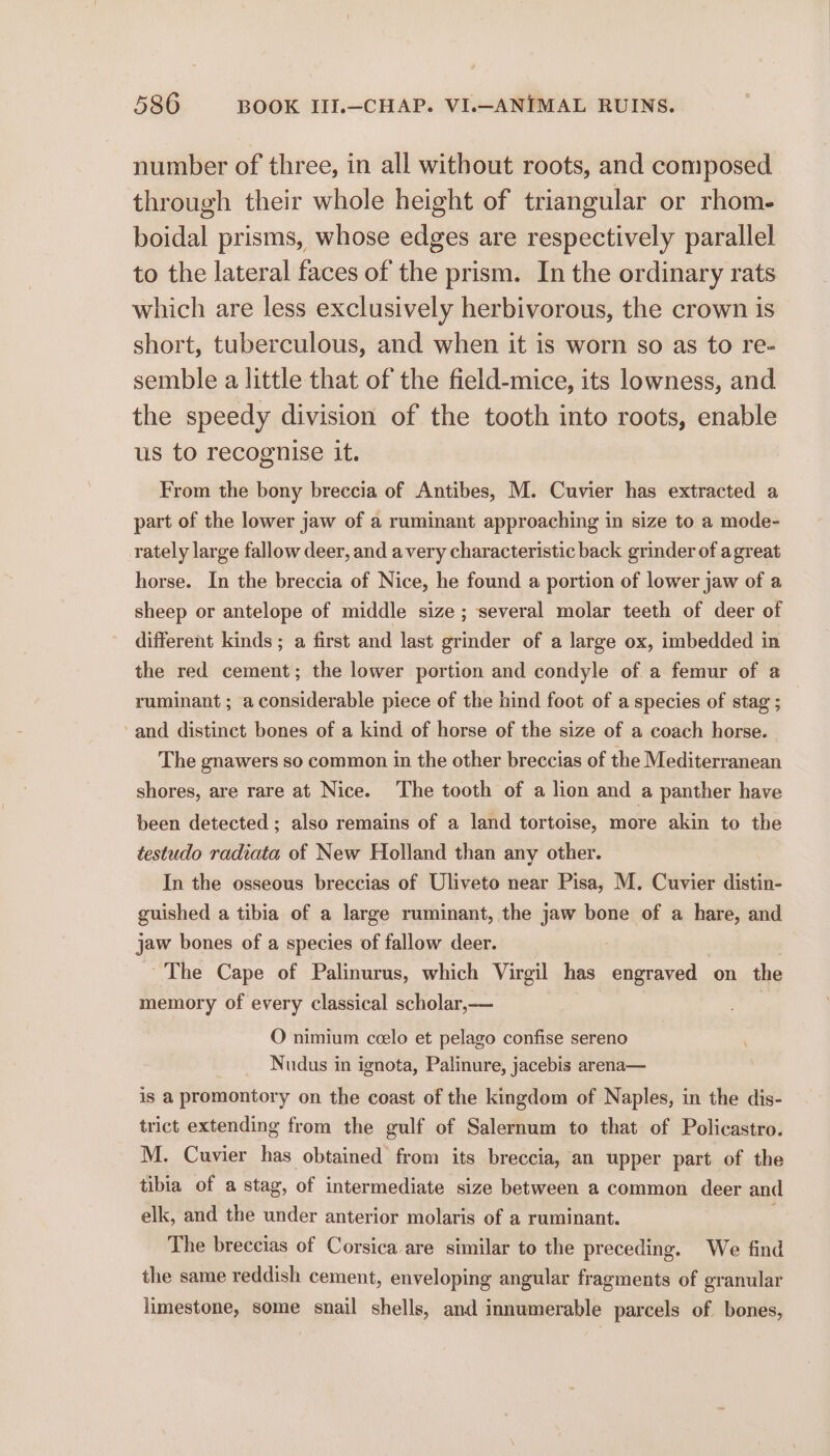 number of three, in all without roots, and composed through their whole height of triangular or rhom- boidal prisms, whose edges are respectively parallel to the lateral faces of the prism. In the ordinary rats which are less exclusively herbivorous, the crown is short, tuberculous, and when it is worn so as to re- semble a little that of the field-mice, its lowness, and the speedy division of the tooth into roots, enable us to recognise it. From the bony breccia of Antibes, M. Cuvier has extracted a part of the lower jaw of a ruminant approaching in size to a mode- rately large fallow deer, and avery characteristic back grinder of agreat horse. In the breccia of Nice, he found a portion of lower jaw of a sheep or antelope of middle size ; several molar teeth of deer of different kinds; a first and last grinder of a large ox, imbedded in the red cement; the lower portion and condyle of a femur of a ruminant ; a considerable piece of the hind foot of a species of stag ; and distinct bones of a kind of horse of the size of a coach horse. The gnawers so common in the other breccias of the Mediterranean shores, are rare at Nice. The tooth of a lion and a panther have been detected ; also remains of a land tortoise, more akin to the testudo radiata of New Holland than any other. In the osseous breccias of Uliveto near Pisa, M. Cuvier distin- guished a tibia of a large ruminant, the jaw bone of a hare, and jaw bones of a species of fallow deer. : , ~The Cape of Palinurus, which Virgil has engraved on the memory of every classical scholar,— O nimium ceelo et pelago confise sereno Nudus in ignota, Palinure, jacebis arena— is a promontory on the coast of the kingdom of Naples, in the dis- trict extending from the gulf of Salernum to that of Policastro. M. Cuvier has obtained from its breccia, an upper part of the tibia of a stag, of intermediate size between a common deer and elk, and the under anterior molaris of a ruminant. The breccias of Corsica are similar to the preceding. We find the same reddish cement, enveloping angular fragments of granular limestone, some snail shells, and innumerable parcels of bones,