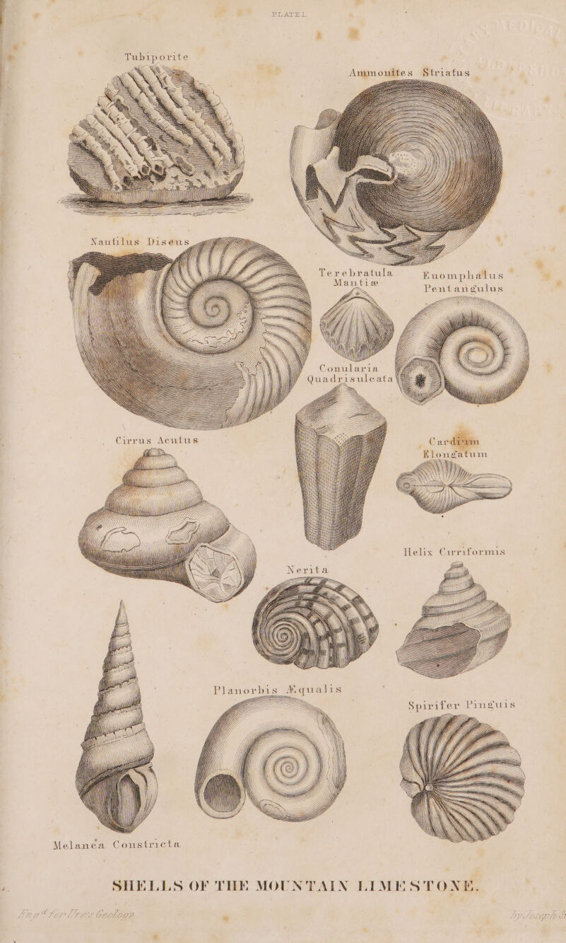 oe : PLATE I, Terebratula » a Euomphatlus ~ Mantie pe Pentangulus Conularia Quadrisuleata == = EEE AN, Hi WI CHA i : H} i Hai ' anh _ “1 e . Melanea Constricta SHELLS OF THE MOUNTAIN LIMESTONE, oe 7. a) SGOl 7