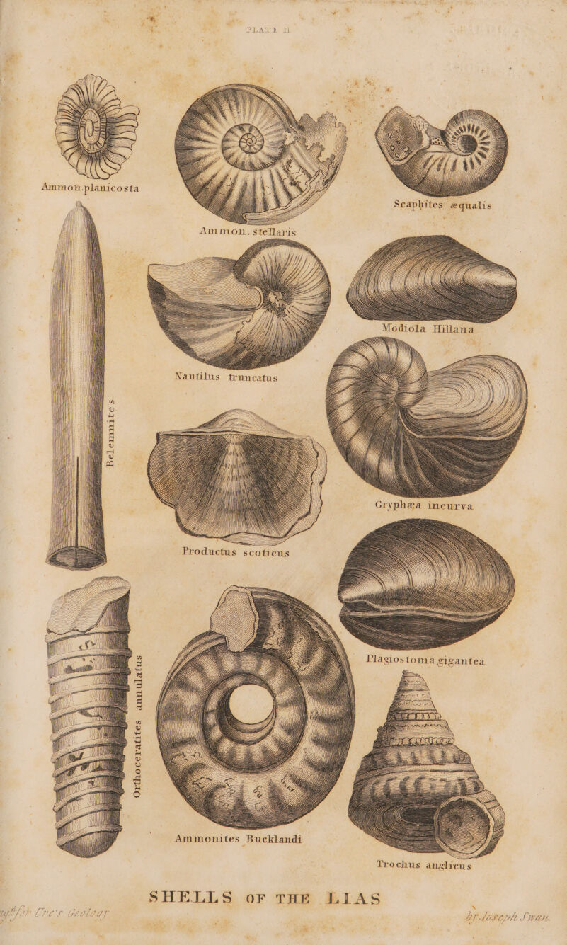 Poy ; Ub), i oad: y / Modiola Hillana Belemnites annulatus Orthoceratites Ammonites Bucklandi SHELLS or THE LIAS ‘ , Y 7 sa ory 7. ry rL'S GEOLGT BV LOLCD LL S ween