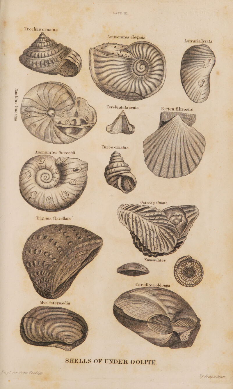 PLATE H1, SJ S Lutrarialyrata . ae = ca Pecten fibrosus : as &amp; Gf =I 1 WU ZZ Zi bal monites Sowerbii NN : : Trigonia Clavellata ° SHELLS OF UNDER OOLITE. “107 Ores Cealogy Ly Joseph Swien: +