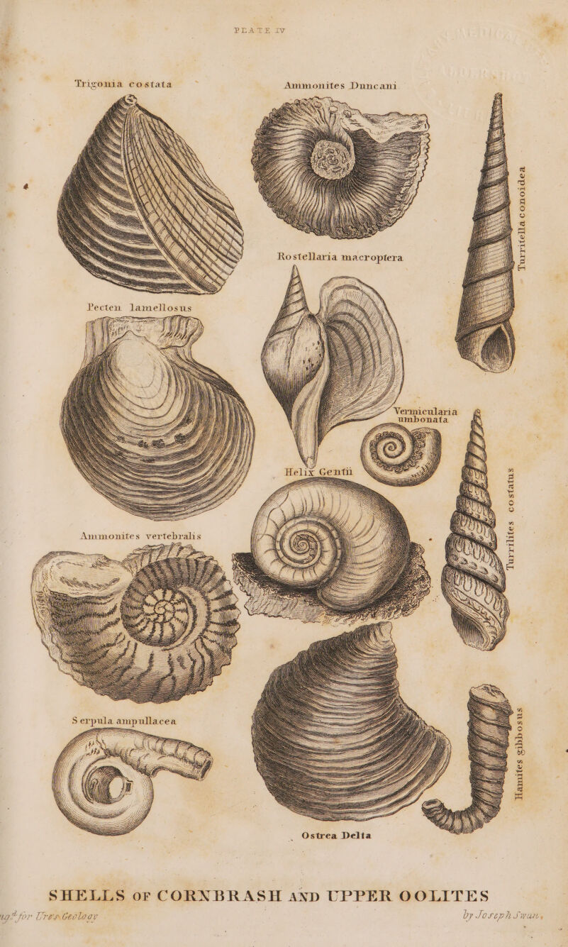 Pe aie) Ay * Trigonia costata Ammonites Duncani Rostellaria macroptera Turritella conoidea _. umbonata co status Ammonites vertebralis My Turrilites ‘\ \\ a? Serpula ampullacea ZAZA = Sa ites zibbosus Ostrea Delta SHELLS or CORNBRASH anv UPPER OOLITES 1g. for Tres Geology by Joseph Swarts