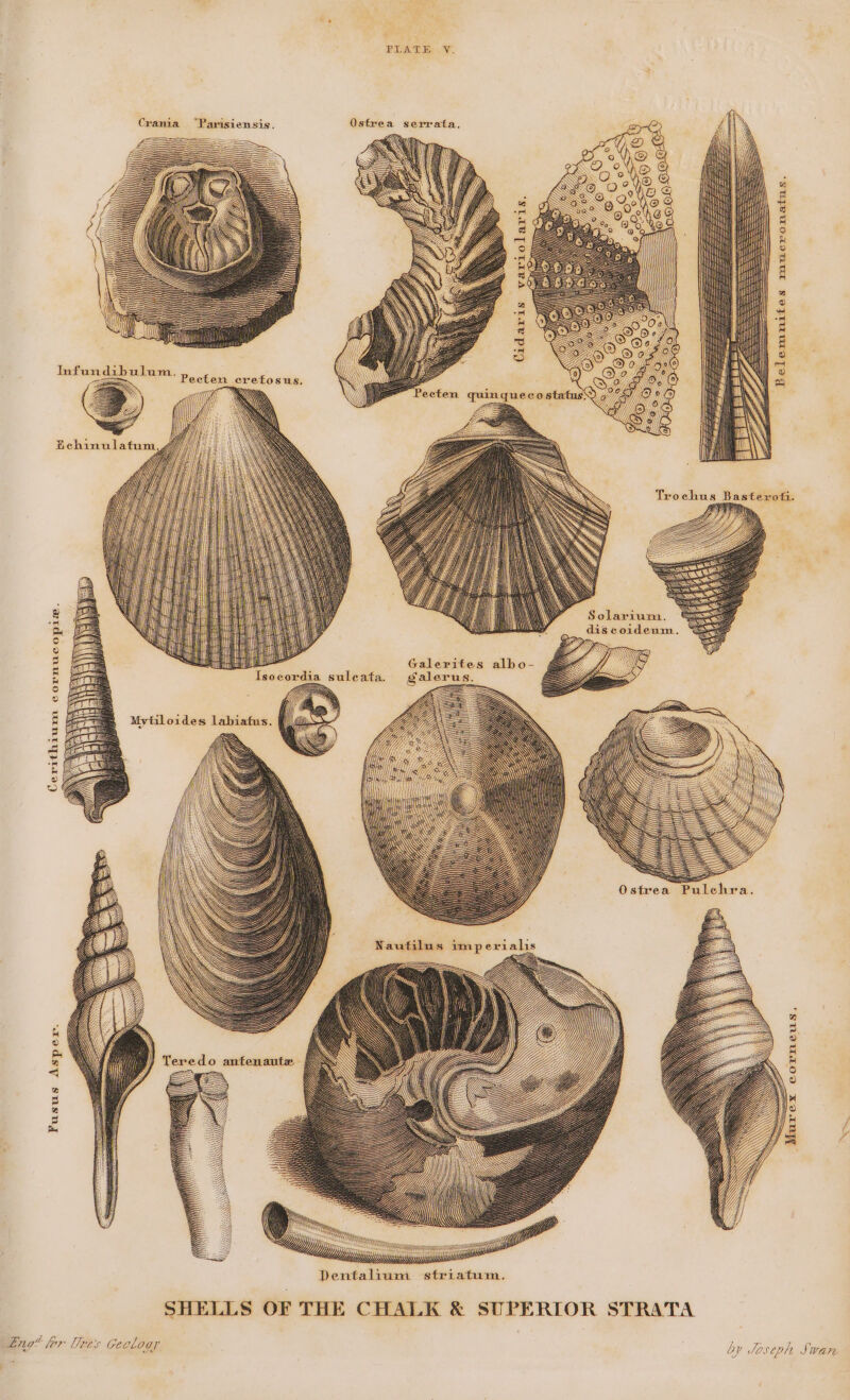 Ras Infun ab ulam. Cerithium cornue opin. Fusus Asper. Eng? hor Tres Geology PLATE V. Ostrea serrata, Solarium. discoideum. Galerites albo- Salerus. —, LZ L£—— I W|\ SS O strea Belemnites mucronatus. by Joseph Swan Nee |