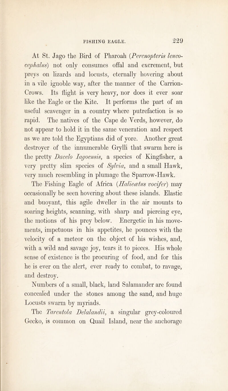 At St. Jago the Bird of Pharoah {Percnopteris leuco- cephalus) not only consumes offal and excrement, but preys on lizards and locusts, eternally hovering about in a vile ignoble way, after the manner of the Carrion- Crows. Its flight is very heavy, nor does it ever soar like the Eagle or the Kite. It performs the part of an useful scavenger in a country where putrefaction is so rapid. The natives of the Cape de Verds, however, do not appear to hold it in the same veneration and respect as we are told the Egyptians did of yore. Another great destroyer of the innumerable Grylli that swarm here is the pretty Bacelo lagoeiisis, a species of Kingfisher, a very pretty slim species of Sglvia, and a small Hawk, very much resembling in plumage the Sparrow-PIawk. The Eishing Eagle of Africa {Halieatus vocifer) may occasionally be seen hovering about these islands. Elastic and buoyant, this agile dweller in the air mounts to soaring heights, scanning, with sharp and piercing eye, the motions of his prey below. Energetic in his move- ments, impetuous in his appetites, he pounces with the velocity of a meteor on the object of his wishes, and, with a wild and savage joy, tears it to pieces. His whole sense of existence is the procuring of food, and for this he is ever on the alert, ever ready to combat, to ravage, and destroy. Numbers of a small, black, land Salamander are found concealed under the stones among the sand, and huge Locusts swarm by myriads. The Tarentola Belalandii, a singular grey-coloured Gecko, is common on Quail Island, near the anchorage