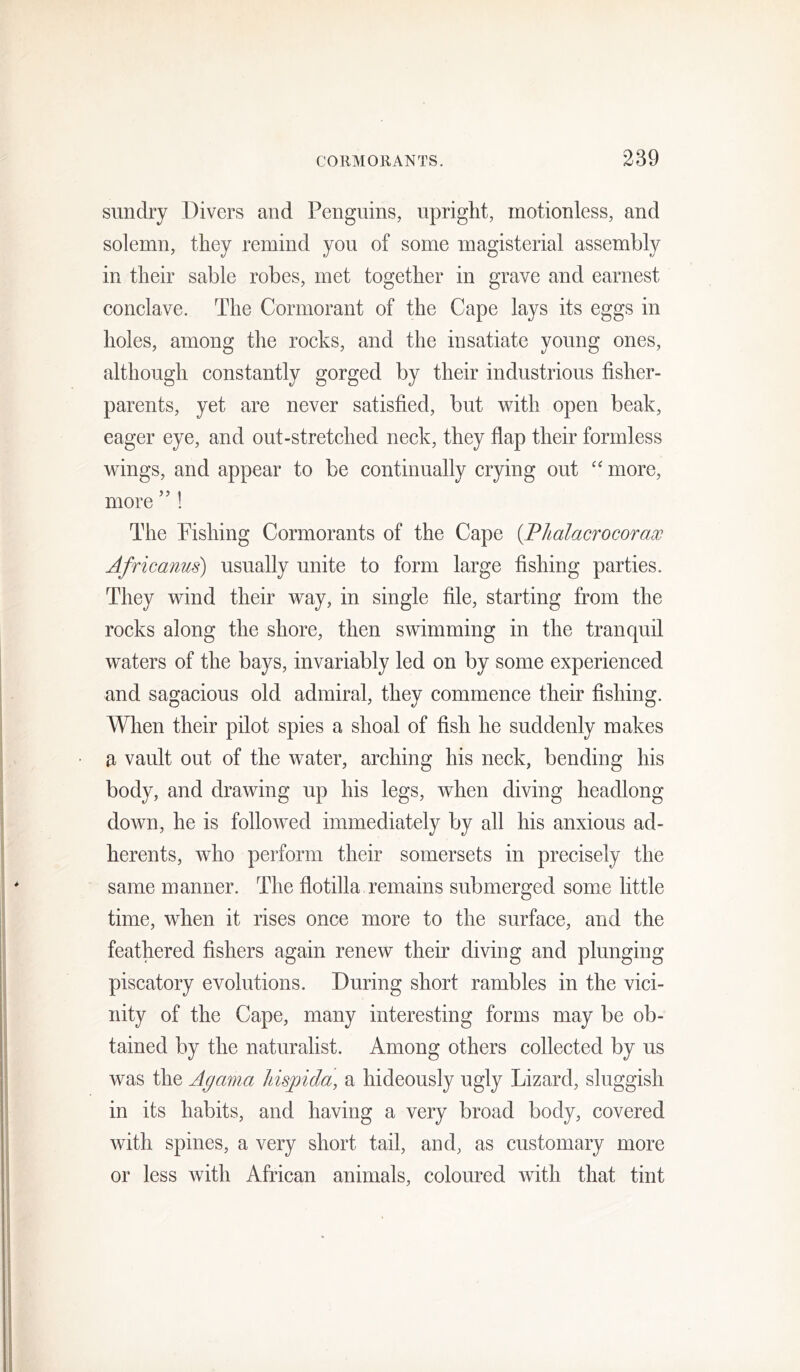 sundry Divers and Penguins, upright, motionless, and solemn, they remind you of some magisterial assembly in their sable robes, met together in grave and earnest conclave. The Cormorant of the Cape lays its eggs in holes, among the rocks, and the insatiate young ones, although constantly gorged by their industrious fisher- parents, yet are never satisfied, but with open beak, eager eye, and out-stretched neck, they fiap their formless wings, and appear to be continually crying out more, more ’’! The Pishing Cormorants of the Cape {Phalacrocorax Africanus) usually unite to form large fishing parties. They wind their way, in single file, starting from the rocks along the shore, then swimming in the tranquil waters of the bays, invariably led on by some experienced and sagacious old admiral, they commence their fishing. When their pilot spies a shoal of fish he suddenly makes a vault out of the water, arching his neck, bending his body, and drawing up his legs, when diving headlong down, he is folloAved immediately by all his anxious ad- herents, who perform their somersets in precisely the same manner. The flotilla remains submerged some little time, when it rises once more to the surface, and the feathered fishers again renew their diving and plunging piscatory evolutions. During short rambles in the vici- nity of the Cape, many interesting forms may be ob- tained by the naturalist. Among others collected by us was the Agama Jiisgjida, a hideously ugly Lizard, sluggish in its habits, and having a very broad body, covered with spines, a very short tail, and, as customary more or less with African animals, coloured with that tint