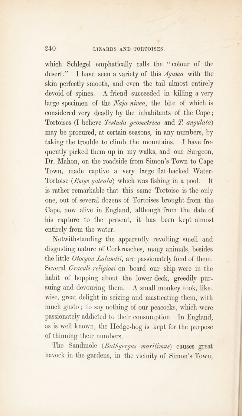 which Schlegel emphatically calls the “ colour of the desert.’’ I have seen a variety of this Agama with the skin perfectly smooth, and even the tail almost entirely devoid of spines. A friend succeeded in killing a very large specimen of the Naja nivea, the bite of which is considered very deadly by the inhabitants of the Cape; Tortoises (I believe Testuda geometrica and T. angulatci) may be procured, at certain seasons, in any numbers, by taking the trouble to climb the mountains. I have fre- quently picked them up in my walks, and our Surgeon, Dr. Mahon, on the roadside from Simon’s Town to Cape Town, made captive a very large flat-backed Water- Tortoise {JEmys galeatd) which was fishing in a pool. It is rather remarkable that this same Tortoise is the only one, out of several dozens of Tortoises brought from the Cape, now alive in England, although from the date of his capture to the present, it has been kept almost entirely from the water. Notwithstanding the apparently revolting smell and disgusting nature of Cockroaches, many animals, besides the little Otocyon Lalcmdii, are passionately fond of them. Several Graculi religiosi on board our ship were in the habit of hopping about the lower deck, greedily pur- suing and devouring them. A small monkey took, like- wise, great delight in seizing and masticating them, with much gusto; to say nothing of our peacocks, which were passionately addicted to their consumption. In England, as is well known, the Iledge-hog is kept for the purpose of thinning their numbers. The Sandmole {Bathyergus maritimus) causes great havock in the gardens, in the vicinity of Simon’s Town,