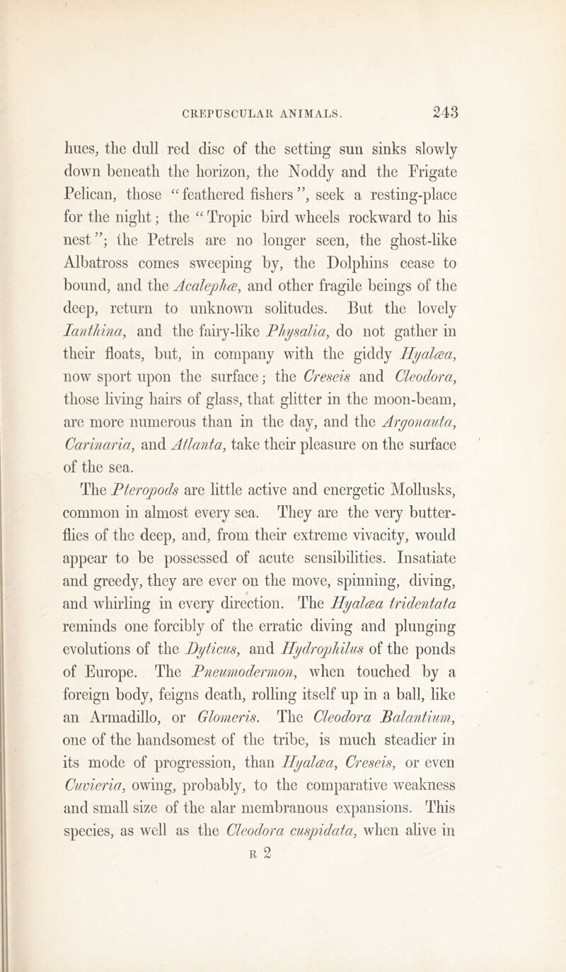 f CREPUSCULAR ANIMALS. 243 hues, the dull red disc of the setting sun sinks slowly down beneath the horizon, the Noddy and the Frigate Pelican, those “ feathered fishers ”, seek a resting-place for the night; the “ Tropic bird wheels rockward to his nest”; the Petrels are no longer seen, the ghost-like Albatross comes sweeping by, the Dolphins cease to bound, and the AcaleplKB, and other fragile beings of the deep, return to unknown solitudes. But the lovely lanthina, and the fairy-like Fhysalia, do not gather in their floats, but, in company with the giddy Hyalma, now sport upon the surface; the Creseis and Cleodora, those living hairs of glass, that glitter in the moon-beam, are more numerous than in the day, and the Argonauta, Carinaria, and Atlanta, take their pleasure on the surface of the sea. The Pteropods are little active and energetic Mollusks, common in almost every sea. They are the very butter- flies of the deep, and, from their extreme vivacity, would appear to be possessed of acute sensibilities. Insatiate and greedy, they are ever on the move, spinning, diving, and whirling in every direction. The Hyalnea tridentata reminds one forcibly of the erratic diving and plunging evolutions of the Byticus, and Hydropliilus of the ponds of Europe. The Pnewnodermon, when touched by a foreign body, feigns death, rolling itself up in a ball, like an Armadillo, or Glomeris. The Cleodora Balantium, one of the handsomest of the tribe, is much steadier in its mode of progression, than HyalcBa, Creseis, or even Cuvieria, owing, probably, to the comparative weakness and small size of the alar membranous expansions. This species, as well as the Cleodora euspidata, when alive in R 2