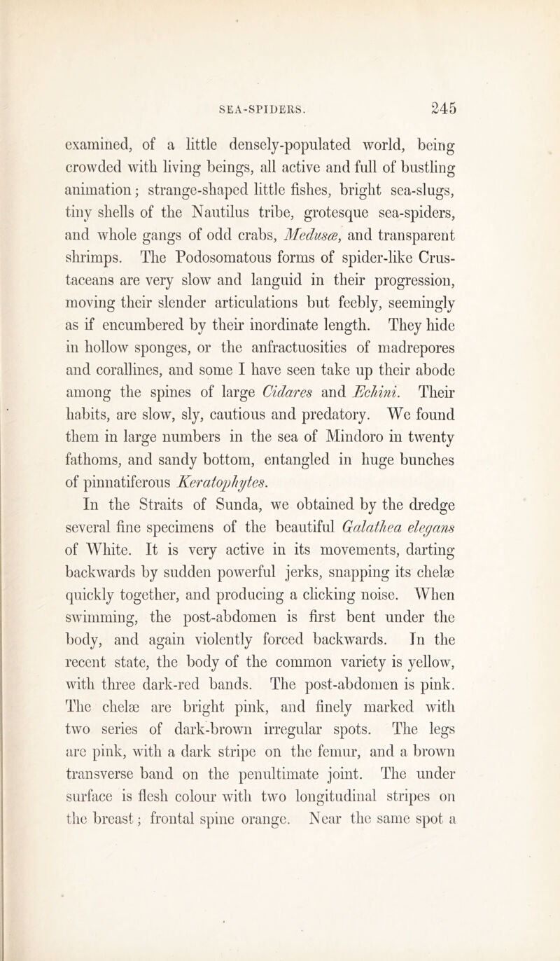 examined, of a little densely-populated world, being crowded with living beings, all active and full of bustling animation; strange-shaped little fishes, bright sea-slugs, tiny shells of the Nautilus tribe, grotesque sea-spiders, and whole gangs of odd crabs, Medusce, and transparent shrimps. The Podosomatous forms of spider-like Crus- taceans are very slow and languid in their progression, moving their slender articulations but feebly, seemingly as if encumbered by their inordinate length. They hide in hollow sponges, or the anfractuosities of madrepores and corallines, and some I have seen take up their abode among the spines of large Cidares and Echini. Their habits, are slow, sly, cautious and predatory. We found them in large numbers in the sea of Mindoro in twenty fathoms, and sandy bottom, entangled in huge bunches of pinnatiferous Keratophytes. In the Straits of Sunda, we obtained by the dredge several fine specimens of the beautiful GalatJiea eleyans of White. It is very active in its movements, darting- back wards by sudden powerful jerks, snapping its chelae quickly together, and producing a clicking noise. When swimming, the post-abdomen is first bent under the body, and again violently forced backwards. In the recent state, the body of the common variety is yellow, with three dark-red bands. The post-abdomen is pink. The chelae are bright pink, and finely marked with two series of dark-brown irregular spots. The legs are pink, with a dark stripe on the femur, and a brown transverse band on the penultimate joint. The under surface is flesh colour with two longitudinal stripes on the breast; frontal spine orange. Near the same spot a