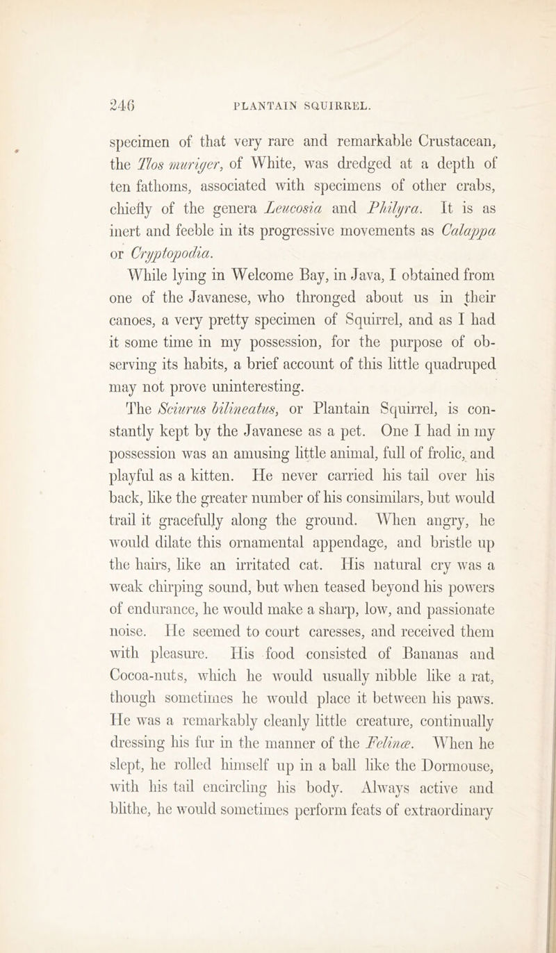 Specimen of that very rare and remarkable Crustacean, the Tlos muriger, of White, was dredged at a depth of ten fathoms, associated with specimens of other crabs, chiefly of the genera Leucosia and PJdlgra. It is as inert and feeble in its progressive movements as Calagjpa or Cryptopodia. While lying in Welcome Bay, in Java, I obtained from one of the Javanese, who thronged about us in their canoes, a very pretty specimen of Squirrel, and as I had it some time in my possession, for the purpose of ob- serving its habits, a brief account of this little quadruped may not prove uninteresting. The Sciurus hilineatus, or Plantain Squirrel, is con- stantly kept by the Javanese as a pet. One I had in my possession was an amusing little animal, full of frolic, and playful as a kitten. He never carried his tail over his back, like the greater number of his consimilars, but would trail it gracefully along the ground. When angry, he would dilate this ornamental appendage, and bristle up the hairs, like an irritated cat. His natural cry was a weak chirping sound, but when teased beyond his powers of endurance, he would make a sharp, low, and passionate noise. He seemed to court caresses, and received them with pleasure. His food consisted of Bananas and Cocoa-nuts, which he would usually nibble like a rat, though sometimes he would place it between his paws. He was a remarkably cleanly little creature, continually dressing his fur in the manner of the Felince. When he slept, he rolled himself up in a ball like the Dormouse, with his tail encircling his body. Always active and blithe, he would sometimes perform feats of extraordinary