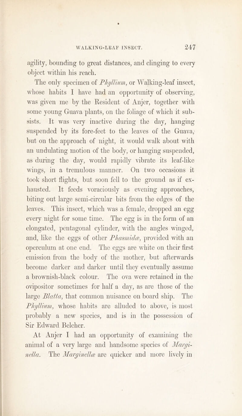 agility, bounding to great distances, and clinging to every object within his reach. The only specimen of Fhjllimn, or Walking-leaf insect, whose habits I have had an opportunity of observing, was given me by the E.esident of Anjer, together with some young Guava plants, on the foliage of which it sub- sists. It was very inactive during the day, hanging suspended by its fore-feet to the leaves of the Guava,' but on the approach of night, it would walk about with an undulating motion of the body, or hanging suspended, as during the day, would rapidly vibrate its leaf-like wings, in a tremulous manner. On two occasions it took short flights, but soon fell to the ground as if ex- hausted. It feeds voraciously as evening approaches, biting out large semi-circular bits from the edges of the leaves. This insect, which was a female, dropped an egg every night for some time. The egg is in the form of an elongated, pentagonal cylinder, with the angles winged, and, like the eggs of other FliasmidcB, provided with an operculum at one end. The eggs are white on their first emission from the body of the mother, but afterwards become darker and darker until they eventually assume a brownish-black colour. The ova were retained in the ovipositor sometimes for half a day, as are those of the large Blatta, that common nuisance on board ship. The Pliyllium, w^hose habits are alluded to above, is most probably a new species, and is in the possession of Sir Edward Belcher. At Anjer I had an opportunity of examining the animal of a very large and handsome species of Margi- nella. The MarginellcB are quicker and more lively in