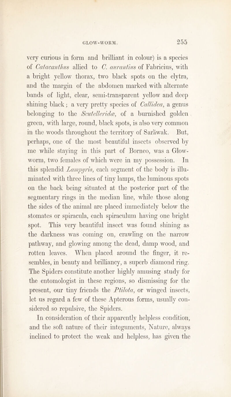 very curious in form and brilliant in colour) is a species of CatacantJius allied to C. aurantius of Pabricius, with a bright yellow thorax, two black spots on the elytra, and the margin of the abdomen marked with alternate bands of light, clear, semi-transparent yellow and deep shining black; a very pretty species of Callidea, a genus belonging to the Scutelleridee, of a burnished golden green, with large, round, black spots, is also very common in the woods throughout the territory of Sarawak. But, perhaps, one of the most beautiful insects observed by me while staying in this part of Borneo, was a Glow- worm, two females of which were in my possession. In this splendid Lampyris, each segment of the body is illu- minated with three lines of tiny lamps, the luminous spots on the back being situated at the posterior part of the segmentary rings in the median line, while those along the sides of the animal are placed immediately below the stomates or spiracula, each spiraculum having one bright spot. This very beautiful insect was found shining as the darkness was coming on, crawling on the narrow pathway, and glowing among the dead, damp wood, and rotten leaves. When placed around the finger, it re- sembles, in beauty and brilliancy, a superb diamond ring. The Spiders constitute another highly amusing study for the entomologist in these regions, so dismissing for the present, our tiny friends the Ptilota, or winged insects, let us regard a few of these Apterous forms, usually con- sidered so repulsive, the Spiders. In consideration of their apparently helpless condition, and the soft nature of their integuments. Nature, always inclined to protect the weak and helpless, has given the