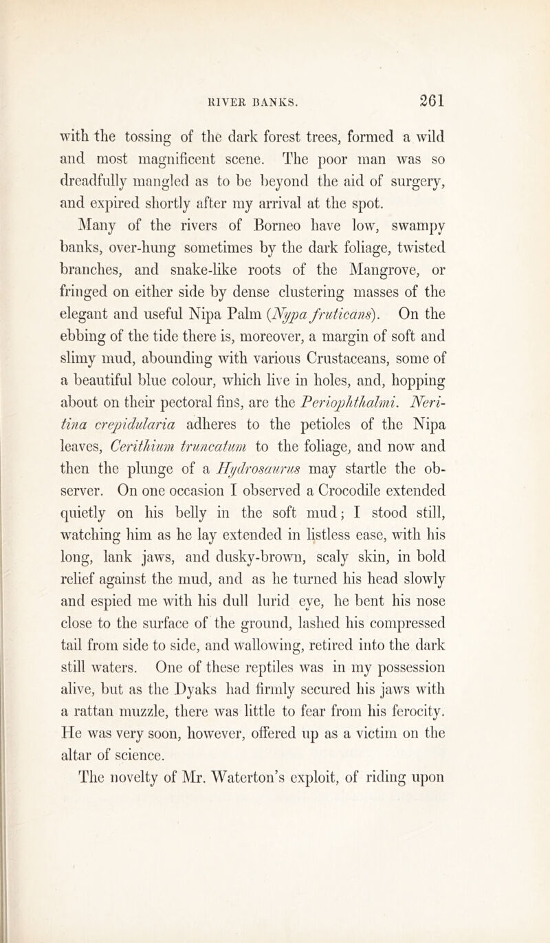 with the tossing of the dark forest trees, formed a wild and most magnificent scene. The poor man was so dreadfully mangled as to be beyond the aid of surgery, and expired shortly after my arrival at the spot. Many of the rivers of Borneo have low, swampy banks, over-hung sometimes by the dark foliage, twisted branches, and snake-like roots of the Mangrove, or fringed on either side by dense clustering masses of the elegant and useful Nipa Palm {Nypa fruticans). On the ebbing of the tide there is, moreover, a margin of soft and slimy mud, abounding with various Crustaceans, some of a beautiful blue colour, which live in holes, and, hopping about on their pectoral finS, are the Periophthahni. Neri- tina crepidularia adheres to the petioles of the Nipa leaves, CeritJmm truncatim to the foliage, and now and then the plunge of a Hydrosaurus may startle the ob- server. On one occasion I observed a Crocodile extended quietly on his belly in the soft mud; I stood still, watching him as he lay extended in listless ease, with his long, lank jaws, and dusky-brown, scaly skin, in bold relief against the mud, and as he turned his head slowly and espied me with his dull lurid eye, he bent his nose close to the surface of the ground, lashed his compressed tail from side to side, and wallowing, retired into the dark still waters. One of these reptiles was in my possession alive, but as the Dyaks had firmly secured his jaws with a rattan muzzle, there was little to fear from his ferocity. He was very soon, however, offered up as a victim on the altar of science. The novelty of Mr. Waterton’s exploit, of riding upon