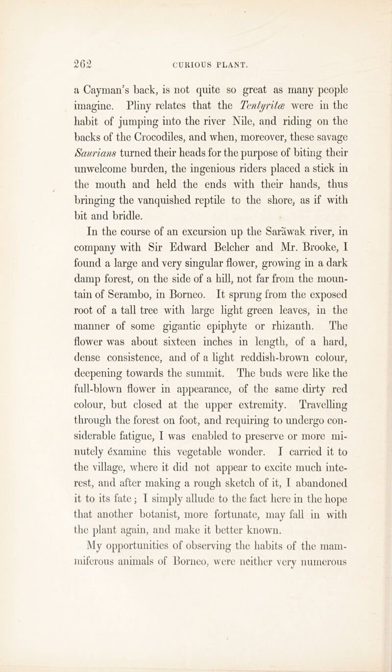 202 CURIOUS PLANT, a Cayman’s back, is not quite so great as many people imagine. Pliny relates that the Tentyritce were in the habit of jumping into the river Nile, and riding on the backs of the Crocodiles, and when, moreover, these savage Saurians turned their heads for the purpose of biting their unwelcome burden, the ingenious riders placed a stick in the mouth and held the ends with their hands, thus bringing the vanquished reptile to the shore, as if with bit and bridle. In the course of an excursion up the Sarawak river, in company with Sir Edward Belcher and Mr. Brooke, I found a large and very singular flower, growing in a dark damp forest, on the side of a hill, not far from the moun- tain of Serambo, in Borneo. It sprung from the exposed root of a tall tree with large light green leaves, in the manner of some gigantic epiphyte or rhizanth. The flower was about sixteen inches in length, of a hard, dense consistence, and of a light reddish-brown colour, deepening towards the summit. The buds were like the full-blown flower in appearance, of the same dirty red colour, but closed at the upper extremity. Travelling through the forest on foot, and requiring to undergo con- siderable fatigue, I was enabled to preserve or more mi- nutely examine this vegetable wonder. I carried it to the village, where it did not appear to excite much inte- rest, and after making a rough sketch of it, I abandoned it to its fate; I simply allude to the fact here in the hope that another botanist, more fortunate, may fall in with the plant again, and make it better known. My opportunities of observing the habits of the mam- mifcrous animals of Borneo, were neither very numerous