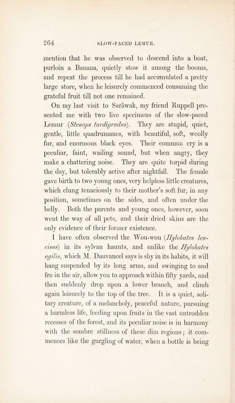 mention that he was observed to descend into a boat, purloin a Banana, quietly stow it among the booms, and repeat the process till he had accumulated a pretty large store, when he leisurely commenced consuming the grateful fruit till not one remained. On my last visit to Sarawak, my friend Ruppell pre- sented me with two live specimens of the slow-paced Lemur {Stenops tardipradus). They are stupid, quiet, gentle, little quadrumanes, with beautiful, soft, woolly fur, and enormous black eyes. Their common cry is a peculiar, faint, wailing sound, but when angry, they make a chattering noise. They are quite torpid during the day, but tolerably active after nightfall. The female gave birth to two young ones, very helpless little creatures, which clung tenaciously to their mother’s soft fur, in any position, sometimes on the sides, and often under the belly. Both the parents and young ones, however, soon went the way of all pets, and their dried skins are the only evidence of their former existence. I have often observed the Wou-wou [Ilylohates leu- cisus) in its sylvan haunts, and unlike the Ilylohates ay ills, which M. Dauvancel says is shy in its habits, it will hang suspended by its long arms, and swinging to and fro in the air, allow you to approach within fifty yards, and then suddenly drop upon a lower branch, and climb again leisurely to the top of the tree. It is a quiet, soli- tary creature, of a melancholy, peaceful nature, pursuing a harmless life, feeding upon fruits in the vast untrodden recesses of the forest, and its peculiar noise is in harmony with the sombre stillness of these dim regions; it com- mences like the gurgling of water, when a bottle is being