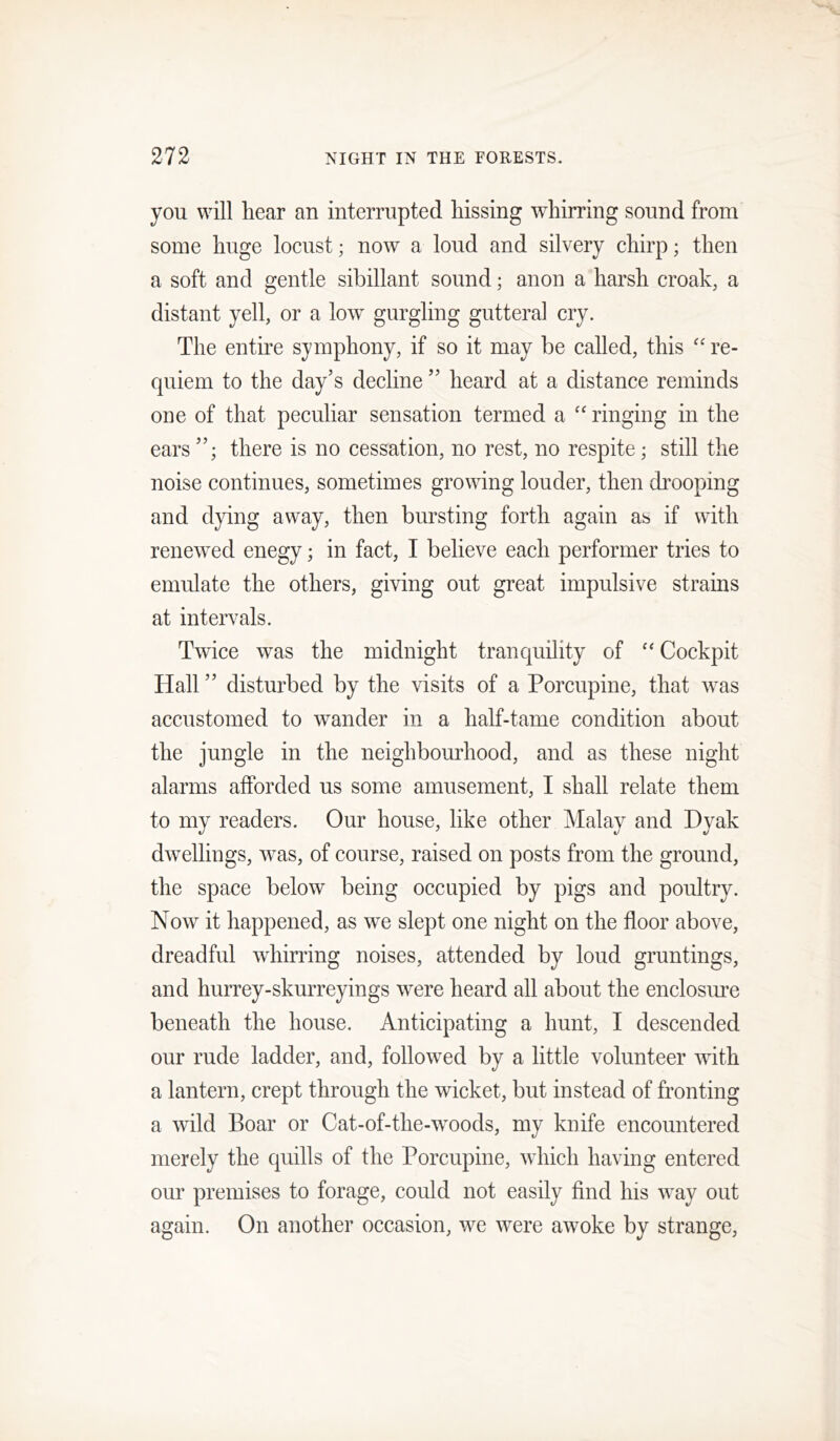 you will hear an interrupted hissing whirring sound from some huge locust; now a loud and silvery chirp; then a soft and gentle sibillant sound; anon a harsh croak, a distant yell, or a low gurgling gutteral cry. The entire symphony, if so it may be called, this re- quiem to the day’s decline ” heard at a distance reminds one of that peculiar sensation termed a '' ringing in the ears there is no cessation, no rest, no respite; still the noise continues, sometimes growing louder, then di’ooping and dying away, then bursting forth again as if with renewed enegy; in fact, I believe each performer tries to emulate the others, giving out great impulsive strains at intervals. Twice was the midnight tranquility of “ Cockpit Hall ” disturbed by the visits of a Porcupine, that w^as accustomed to wander in a half-tame condition about the jungle in the neighbourhood, and as these night alarms afforded us some amusement, I shall relate them to my readers. Our house, like other Malay and Dyak dwellings, w^as, of course, raised on posts from the ground, the space below being occupied by pigs and poultry. Now it happened, as we slept one night on the floor above, dreadful whirring noises, attended by loud gruntings, and hurrey-skurreyings w^ere heard all about the enclosm’e beneath the house. Anticipating a hunt, I descended our rude ladder, and, followed by a little volunteer with a lantern, crept through the wicket, but instead of fronting a wild Boar or Cat-of-the-woods, my knife encountered merely the quills of the Porcupine, which having entered our premises to forage, could not easily find his way out again. On another occasion, we were awoke by strange.