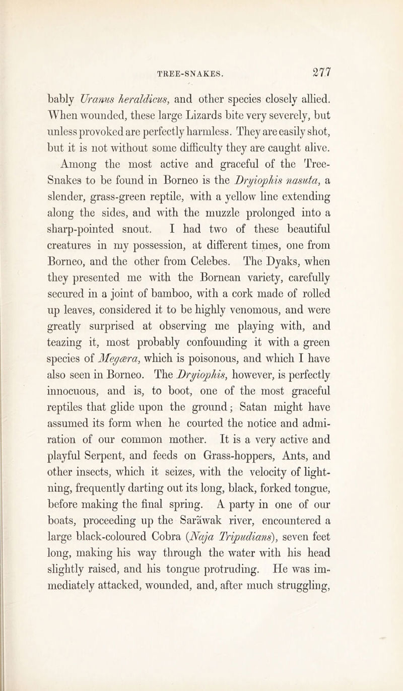bably Ur amts heraldicus, and other species closely allied. When wounded, these large Lizards bite very severely, but unless provoked are perfectly harmless. They are easily shot, but it is not without some difficulty they are caught alive. Among the most active and graceful of the Tree- Snakes to be found in Borneo is the Bryiophis nasuta, a slender, grass-green reptile, with a yellow line extending along the sides, and with the muzzle prolonged into a sharp-pointed snout. I had two of these beautiful creatures in my possession, at different tiines, one from Borneo, and the other from Celebes. The Dyaks, when they presented me with the Bornean variety, carefully secured in a joint of bamboo, with a cork made of rolled up leaves, considered it to be highly venomous, and were greatly surprised at observing me playing with, and teazing it, most probably confounding it with a green species of Meycera, which is poisonous, and which I have also seen in Borneo. The DryiopJiis, however, is perfectly innocuous, and is, to boot, one of the most graceful reptiles that glide upon the ground; Satan might have assumed its form when he courted the notice and admi- ration of our common mother. It is a very active and playful Serpent, and feeds on Grass-hoppers, Ants, and other insects, which it seizes, with the velocity of light- ning, frequently darting out its long, black, forked tongue, before making the final spring. A party in one of our boats, proceeding up the Sarawak river, encountered a large black-coloured Cobra {Naja Tripudians), seven feet long, making his way through the water with his head slightly raised, and his tongue protruding. He was im- mediately attacked, wounded, and, after much struggling.