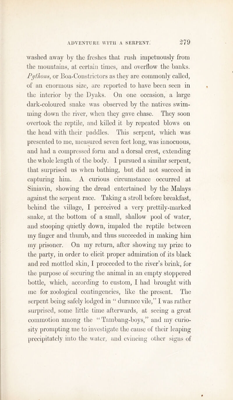 washed away by the freshes that rush impetuously from the mountains, at certain times, and overflow the banks. Pythons, or Boa-Constrictors as they are commonly called, of an enormous size, are reported to have been seen in the interior by the Dyaks. On one occasion, a large dark-coloured snake was observed by the natives swim- ming down the river, when they gave chase. They soon overtook the reptile, and killed it by repeated blows on the head with their paddles. This serpent, which was presented to me, measured seven feet long, was innocuous, and had a compressed form and a dorsal crest, extending the whole length of the body. I pursued a similar serpent, that surprised us when bathing, but did not succeed in capturing him. A curious circumstance occurred at Siniavin, showing the dread entertained by the Malays against the serpent race. Taking a stroll before breakfast, behind the village, I perceived a very prettily-marked snake, at the bottom of a small, shallow pool of wnter, and stooping quietly down, impaled the reptile between my finger and thumb, and thus succeeded in making him my prisoner. On my return, after showing my prize to the party, in order to elicit proper admiration of its black and red mottled skin, I proceeded to the river’s brink, for the purpose of securing the animal in an empty stoppered bottle, which, according to custom, I had brought with me for zoological contingencies, like the present. The serpent being safely lodged in “ durance vile,” I was rather surprised, some little time afterwards, at seeing a great commotion among the “ Tambang-boys,” and my curio- sity prompting me to investigate the cause of their leaping precipitately into the water, and evincing other signs of