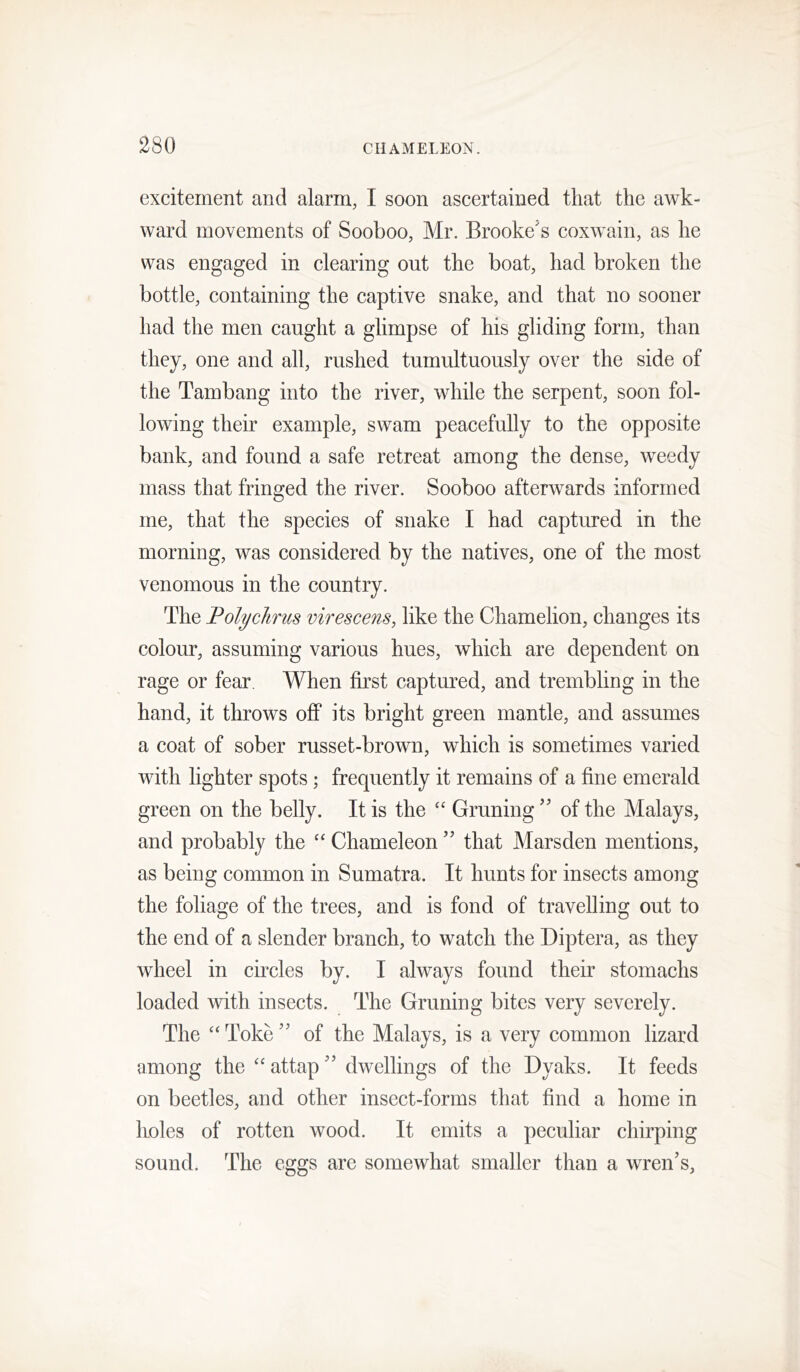 excitement and alarm, I soon ascertained that the awk- ward movements of Sooboo, Mr. Brooke's coxwain, as he was engaged in clearing out the boat, had broken the bottle, containing the captive snake, and that no sooner had the men caught a glimpse of his gliding form, than they, one and all, rushed tumultuously over the side of the Tambang into the river, while the serpent, soon fol- lowing their example, swam peacefully to the opposite bank, and found a safe retreat among the dense, weedy mass that fringed the river. Sooboo afterwards informed me, that the species of snake I had captured in the morning, was considered by the natives, one of the most venomous in the country. The Folyclirus virescens, like the Chamelion, changes its colour, assuming various hues, which are dependent on rage or fear. When first captured, and trembling in the hand, it throws off* its bright green mantle, and assumes a coat of sober russet-brown, which is sometimes varied with lighter spots; frequently it remains of a fine emerald green on the belly. It is the “ Gruning  of the Malays, and probably the Chameleon ” that Marsden mentions, as being common in Sumatra. It hunts for insects among the foliage of the trees, and is fond of travelling out to the end of a slender branch, to watch the Diptera, as they wheel in circles by. I always found their stomachs loaded with insects. The Gruning bites very severely. The “ Toke  of the Malays, is a very common lizard among the “attap dwellings of the Dyaks. It feeds on beetles, and other insect-forms that find a home in holes of rotten wood. It emits a peculiar chirping sound. The eggs are somewhat smaller than a wren's,