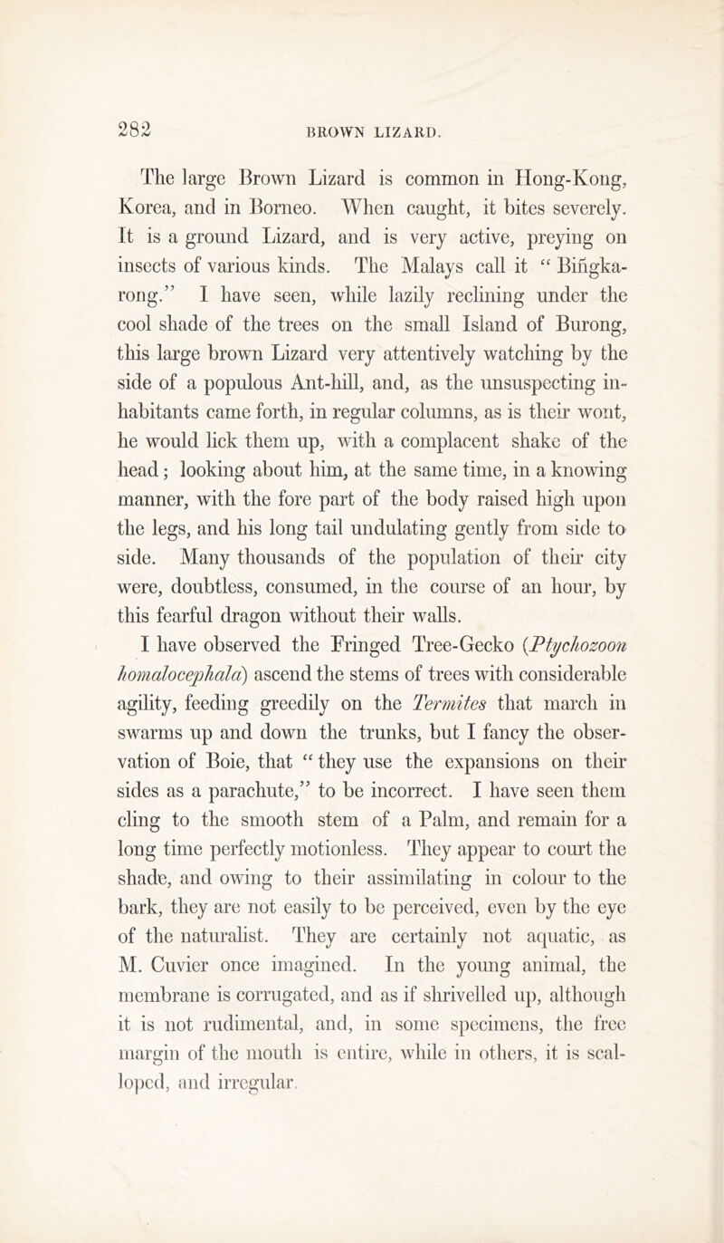 The large Brown Lizard is common in Hong-Kong, Korea, and in Borneo. When caught, it bites severely. It is a ground Lizard, and is very active, preying on insects of various kinds. The Malays call it “ Bihgka- rong.” I have seen, while lazily reclining under the cool shade of the trees on the small Island of Burong, this large brown Lizard very attentively watching by the side of a populous Ant-hill, and, as the unsuspecting in- habitants came forth, in regular columns, as is their wont, he would lick them up, with a complacent shake of the head; looking about him, at the same time, in a knowing manner, with the fore part of the body raised high upon the legs, and his long tail undulating gently from side to side. Many thousands of the population of theii’ city were, doubtless, consumed, in the course of an hour, by this fearful dragon without their walls. I have observed the Fringed Tree-Gecko {Ftycliozoon homalocejyhald) ascend the stems of trees with considerable agility, feeding greedily on the Termites that march in swarms up and down the trunks, but I fancy the obser- vation of Boie, that “ they use the expansions on their sides as a parachute,'' to be incorrect. I have seen them cling to the smooth stem of a Palm, and remain for a long time perfectly motionless. They appear to court the shade, and owing to their assimilating in colour to the bark, they are not easily to be perceived, even by the eye of the naturalist. They are certainly not aquatic, as M. Cuvier once imagined. In the young animal, the membrane is corrugated, and as if shrivelled up, although it is not rudimental, and, in some specimens, the free margin of the mouth is entire, while in others, it is scal- loped, {uid irregular.