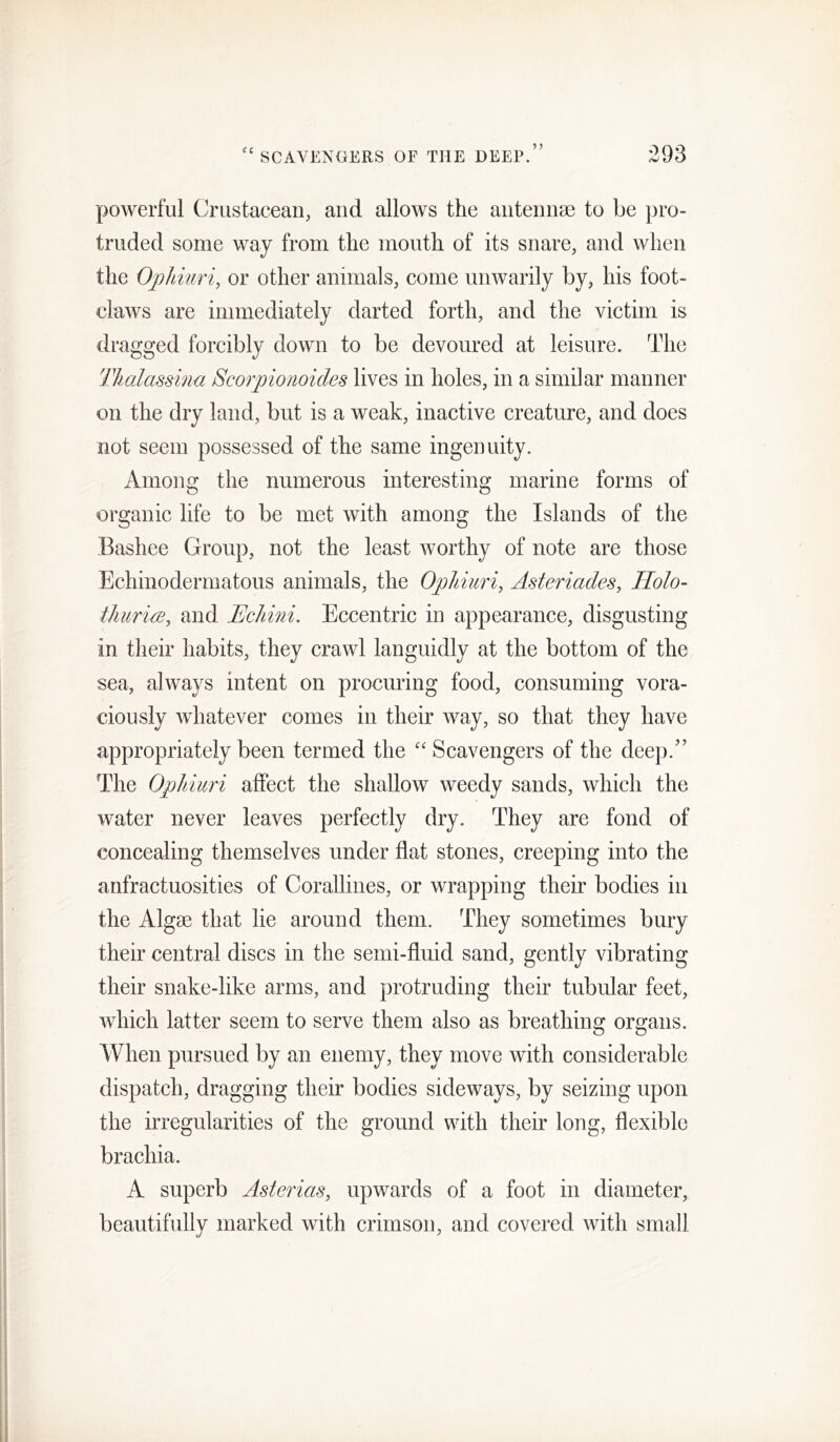 powerful Crustacean, and allows the antennae to be pro- truded some way from the mouth of its snare, and when the Ophiuri, or other animals, come unwarily by, his foot- claws are immediately darted forth, and the victim is dragged forcibly down to be devoured at leisure. The Thalassma Scorpionoides lives in holes, in a similar manner on the dry land, but is a weak, inactive creature, and does not seem possessed of the same ingenuity. Among the numerous interesting marine forms of organic life to be met with among the Islands of the Bashee Group, not the least worthy of note are those Echinodermatous animals, the Ophiuri, Asteriades, Holo- thuriw, and Uchini. Eccentric in appearance, disgusting in their habits, they crawl languidly at the bottom of the sea, always intent on procuring food, consuming vora- ciously whatever comes in their way, so that they have appropriately been termed the Scavengers of the deep.” The Ophiuri affect the shallow weedy sands, which the water never leaves perfectly dry. They are fond of concealing themselves under fiat stones, creeping into the anfractuosities of Corallines, or wrapping their bodies in the Algae that lie around them. They sometimes bury their central discs in the semi-fluid sand, gently vibrating their snake-like arms, and protruding their tubular feet, which latter seem to serve them also as breathing organs. When pursued by an enemy, they move with considerable dispatch, dragging their bodies sideways, by seizing upon the irregularities of the ground with their long, flexible brachia. A superb Asterias, upwards of a foot in diameter, beautifully marked with crimson, and covered with small