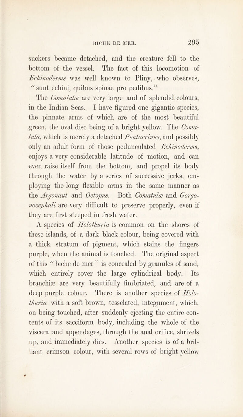 suckers became detached, and the creature fell to the bottom of the vessel. The fact of this locomotion of Echinoderms was well known to Pliny, who observes, “ sunt echini, quibus spinae pro pedibus.’’ The CoviatulcB are very large and of splendid colours, in the Indian Seas. I have figured one gigantic species, the pinnate arms of which are of the most beautiful green, the oval disc being of a bright yellow. The Coma- tula, which is merely a detached Eentacrinus, and possibly only an adult form of those pedunculated Echinoderms, enjoys a very considerable latitude of motion, and can even raise itself from the bottom, and propel its body through the water by a series of successive jerks, em- ploying the long flexible arms in the same manner as the Argonaut and Octopus. Both Comatulce and Gorgo- nocepJiali are very difficult to preserve properly, even if they are first steeped in fresh water. A species of Holothuria is common on the shores of these islands, of a dark black colour, being covered with a thick stratum of pigment, which stains the fingers purple, when the animal is touched. The original aspect of this '' biche de mer ” is concealed by granules of sand, which entirely cover the large cylindrical body. Its branchiae are very beautifully fimbriated, and are of a deep purple colour. There is another species of Holo- thuria with a soft brown, tesselated, integument, which, on being touched, after suddenly ejecting the entire con- tents of its sacciform body, including the whole of the viscera and appendages, through the anal orifice, shrivels up, and immediately dies. Another species is of a bril- liant crimson colour, with several rows of bright yellow