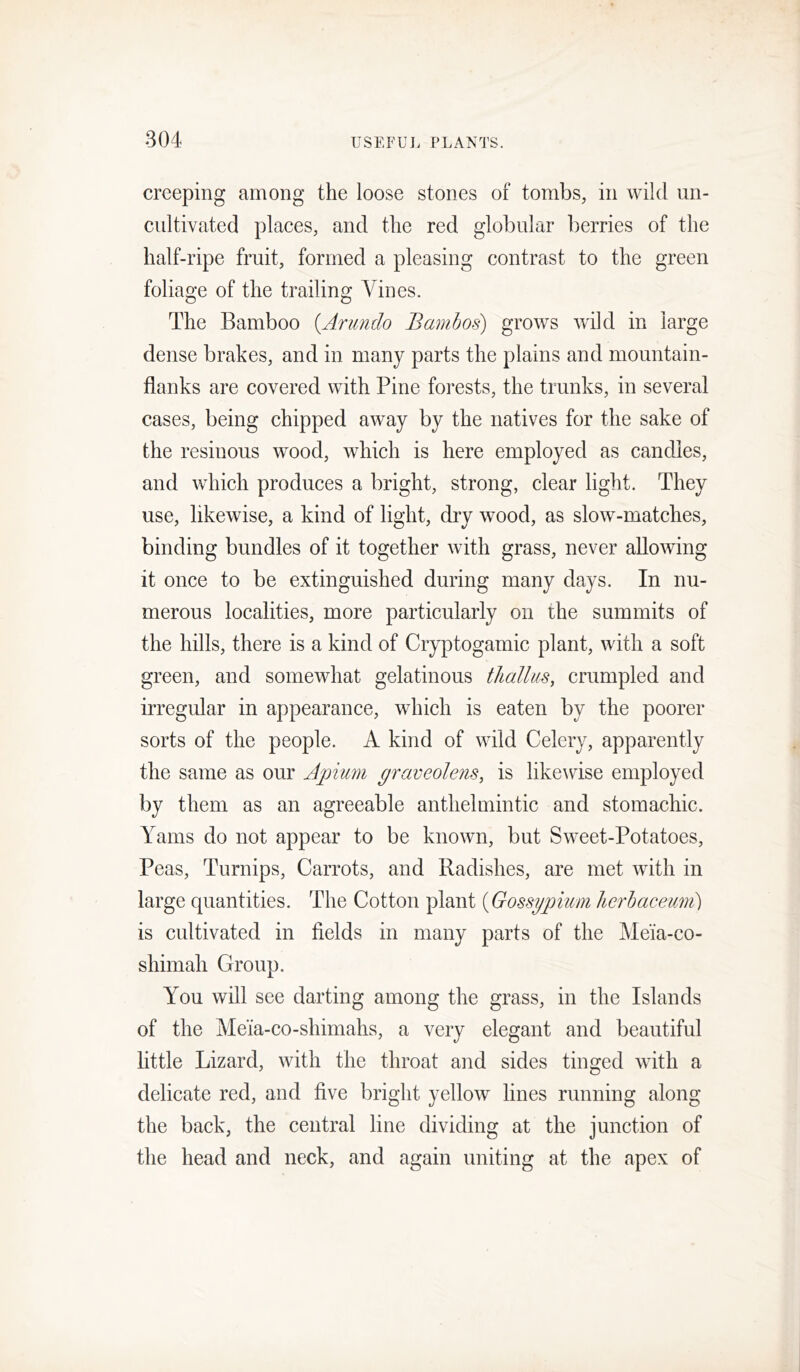 creeping among the loose stones of tombs, in wild un- cultivated places, and the red globular berries of the half-ripe fruit, formed a pleasing contrast to the green foliage of the trailing Vines. The Bamboo {Arundo Bambos) grows wild in large dense brakes, and in many parts the plains and mountain- flanks are covered with Pine forests, the trunks, in several cases, being chipped away by the natives for the sake of the resinous wood, which is here employed as candles, and which produces a bright, strong, clear light. They use, likewise, a kind of light, dry wood, as slow-matches, binding bundles of it together with grass, never allowing it once to be extinguished during many days. In nu- merous localities, more particularly on the summits of the hills, there is a kind of Cryptogamic plant, with a soft green, and somewhat gelatinous tJiallus, crumpled and irregular in appearance, which is eaten by the poorer sorts of the people. A kind of wild Celery, apparently the same as our Apimi graveolens, is likewise employed by them as an agreeable anthelmintic and stomachic. Yams do not appear to be known, but Sweet-Potatoes, Peas, Turnips, Carrots, and Radishes, are met with in large quantities. The Cotton plant {Gossypium herhaceuni) is cultivated in fields in many parts of the Meia-co- shimah Group. You will see darting among the grass, in the Islands of the Me'ia-co-shimahs, a very elegant and beautiful httle Lizard, with the throat and sides tinged with a delicate red, and five bright yellow lines running along the back, the central line dividing at the junction of the head and neck, and again uniting at the apex of