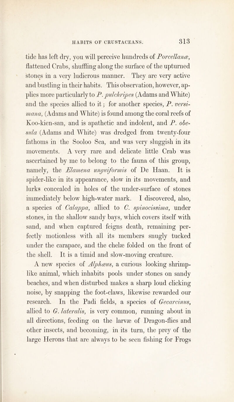 tide has left dry, you will perceive hundreds of Forcellance, flattened Crabs, shuflling along the surface of the upturned stones in a very ludicrous manner. They are very active and bustling in their habits. This observation, however, ap- plies more particularly to JP. pulchripes (Adams and White) and the species allied to it; for another species, P. versi- mana, (Adams and White) is found among the coral reefs of Koo-kien-san, and is apathetic and indolent, and P. ohe^ sula (Adams and White) was dredged from twenty-four fathoms in the Sooloo Sea, and was very sluggish in its movements. A very rare and delicate little Crab was ascertained by me to belong to the fauna of this group, namely, the Mamena ungidformis of De Haan. It is spider-like in its appearance, slow in its movements, and lurks concealed in holes of the under-surface of stones immediately below high-water mark. I discovered, also, a species of Calappa, allied to C. spinocissimay under stones, in the shallow sandy bays, which covers itself with sand, and when captured feigns death, remaining per- fectly motionless with all its members snugly tucked under the carapace, and the chelae folded on the front of the shell. It is a timid and slow-moving creature. A new species of Al^hwuSy a curious looking shrimp- like animal, which inhabits pools under stones on sandy beaches, and when disturbed makes a sharp loud clicking noise, by snapping the foot-claws, likewise rewarded our research. In the Padi fields, a species of GecarcinuSy allied to G. lateralis, is very common, running about in all directions, feeding on the larvae of Dragon-flies and other insects, and becoming, in its turn, the prey of the large Herons that are always to be seen Ashing for Frogs