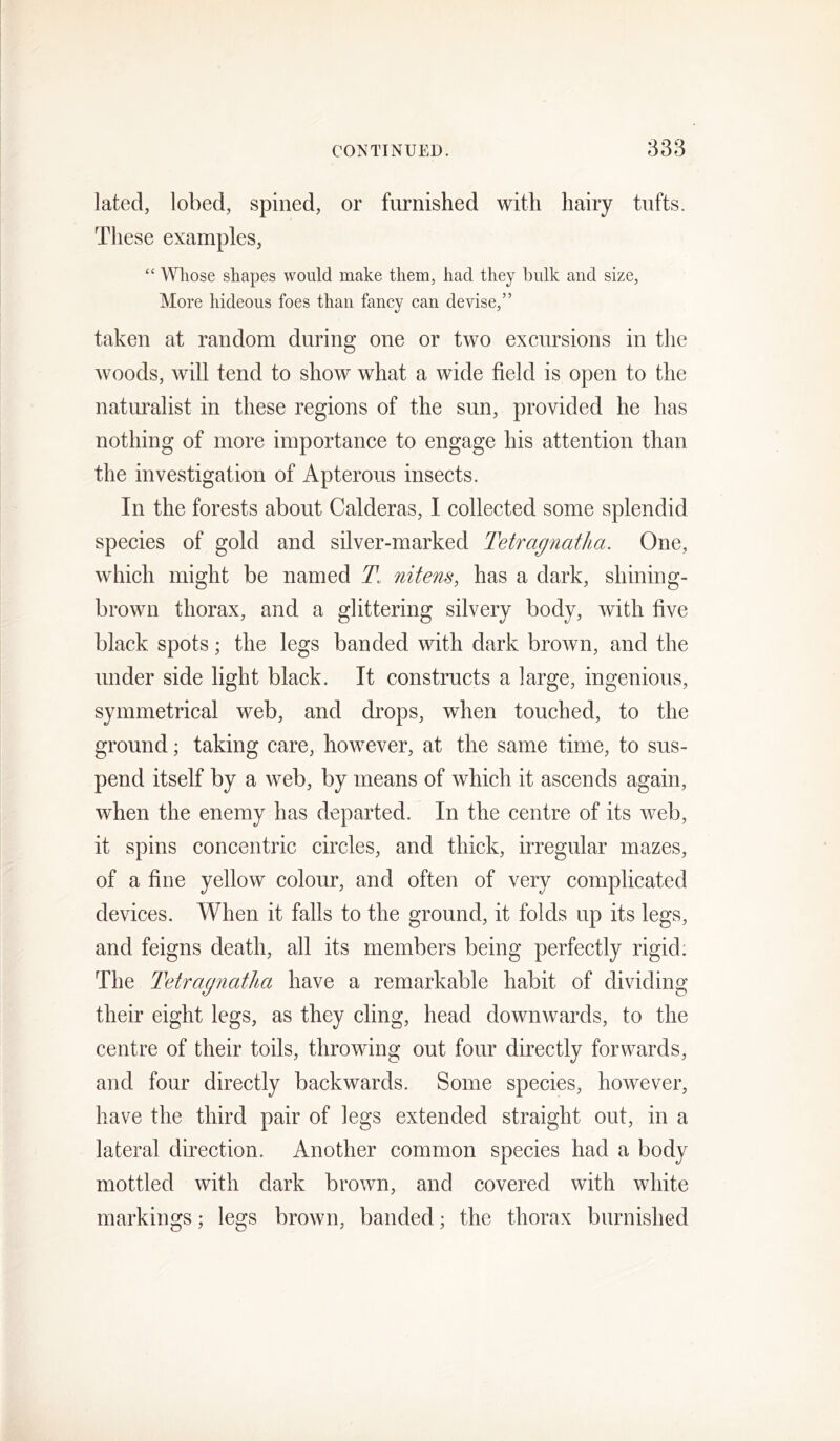 lated, lobed, spined, or furnished with hairy tufts. These examples, “ Wliose shapes would make them, had they bulk and size, More hideous foes than fancy can devise,” taken at random during one or two excursions in the woods, will tend to show what a wide field is open to the naturalist in these regions of the sun, provided he has nothing of more importance to engage his attention than the investigation of Apterous insects. In the forests about Calderas, I collected some splendid species of gold and silver-marked Tetragnatlia. One, which might be named 7! nitens, has a dark, shining- brown thorax, and a glittering silvery body, with five black spots; the legs banded with dark brown, and the under side light black. It constructs a large, ingenious, symmetrical web, and drops, when touched, to the ground; taking care, however, at the same time, to sus- pend itself by a web, by means of which it ascends again, when the enemy has departed. In the centre of its web, it spins concentric circles, and thick, irregular mazes, of a fine yellow colour, and often of very complicated devices. When it falls to the ground, it folds up its legs, and feigns death, all its members being perfectly rigid: The Tetragnatha have a remarkable habit of dividing their eight legs, as they cling, head downwards, to the centre of their toils, throwing out four directly forwards, and four directly backwards. Some species, however, have the third pair of legs extended straight out, in a lateral direction. Another common species had a body mottled with dark brown, and covered with white markings; legs brown, banded; the thorax burnished