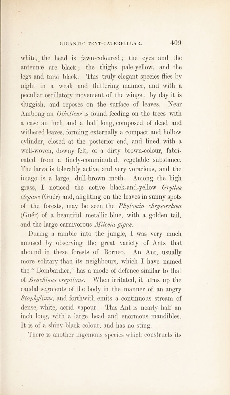 white, ^ the head is fawn-coloured; the eyes and the antennge are black; the thighs pale-yellow, and the legs and tarsi black. This truly elegant species flies by night in a weak and fluttering manner, and with a peculiar oscillatory movement of the wings ; by day it is sluggish, and reposes on the surface of leaves. Near Ambong an OiJceticus is found feeding on the trees with a case an inch and a half long, composed of dead and withered leaves, forming externally a compact and hollow cylinder, closed at the posterior end, and lined with a well-woven, downy felt, of a dirty brown-colom’, fabri- cated from a flnely-comminuted, vegetable substance. The larva is tolerably active and very voracious, and the imago is a large, dull-brown moth. Among the high grass, I noticed the active black-and-yellow Gryllus elegans (Guer) and, alighting on the leaves in sunny spots of the forests, may be seen the Fliytomia clirysorrlma (Guer) of a beautiful metallic-blue, with a golden tail, and the large carnivorous Milesia gigas. During a ramble into the jungle, I was very much amused by observing the great variety of Ants that abound in these forests of Borneo. An Ant, usually more solitary than its neighbours, which I have named the “ Bombardier,’' has a mode of defence similar to that of Brachinus crepitans. When irritated, it turns up the caudal segments of the body in the manner of an angry StapliyliniLS, and forthwith emits a continuous stream of dense, white, acrid vapour. This Ant is nearly half an inch long, with a large head and enormous mandibles. It is of a shiny black colour, and has no sting. There is another ingenious species which constructs its