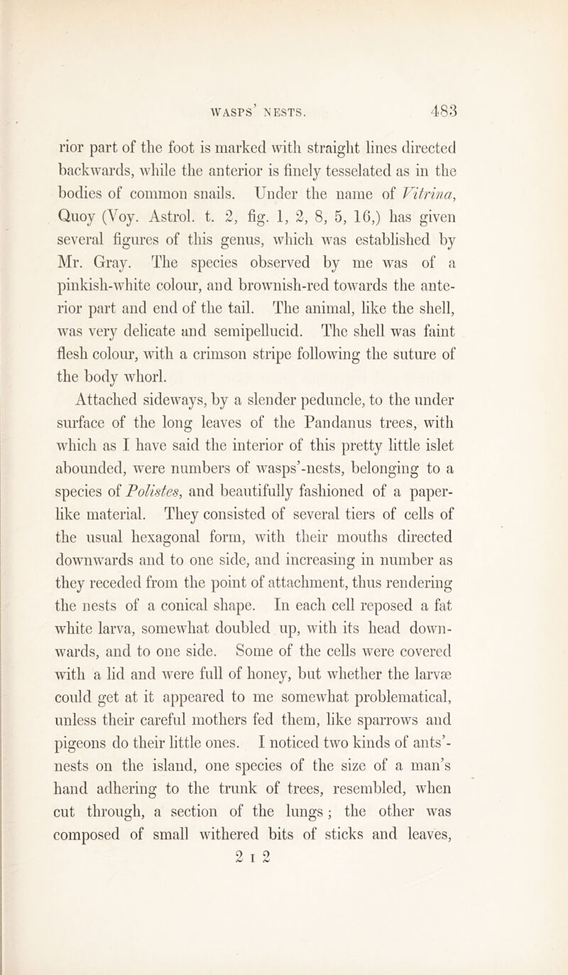 rior part of the foot is marked with straight lines directed backwards, while the anterior is finely tesselated as in the bodies of common snails. Under the name of Vitrina, Quoy (Voy. Astrol. t. 2, fig. 1, 2, 8, 5, 16,) has given several figures of this genus, which was established by Mr. Gray. The species observed by me was of a pinkish-white colour, and brownish-red towards the ante- rior part and end of the tail. The animal, like the shell, was very delicate and semipellucid. The shell was faint flesh colour, with a crimson stripe following the suture of the body whorl. Attached sideways, by a slender peduncle, to the under surface of the long leaves of the Pandarms trees, with which as I have said the interior of this pretty little islet abounded, were numbers of wasps’-nests, belonging to a species of Polistes, and beautifully fashioned of a paper- like material. They consisted of several tiers of cells of the usual hexagonal form, with their mouths directed downwards and to one side, and increasing in number as they receded from the point of attachment, thus rendering the nests of a conical shape. In each cell reposed a fat white larva, somewhat doubled up, with its head down- wards, and to one side. Some of the cells were covered with a lid and were full of honey, but whether the larvae could get at it appeared to me somewhat problematical, unless their careful mothers fed them, like sparrows and pigeons do their little ones. I noticed two kinds of ants’- nests on the island, one species of the size of a man’s hand adhering to the trunk of trees, resembled, when cut through, a section of the lungs; the other was composed of small withered bits of sticks and leaves, 9 T 9 .•w 1 <w