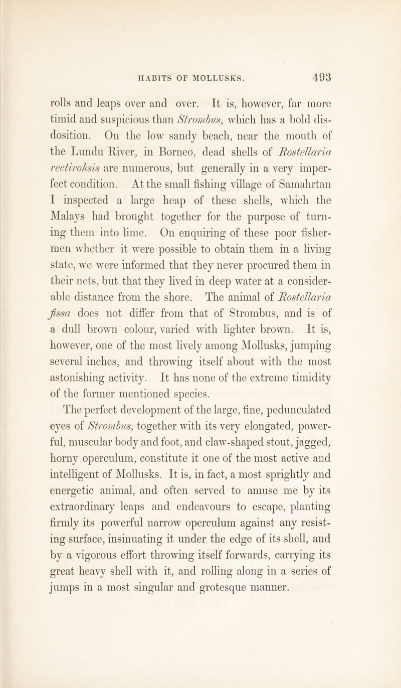 rolls and leaps over and over. It is, however, far more timid and suspicions than Strombus, which has a bold dis- dosition. On the low sandy beach, near the mouth of the Lundu River, in Borneo, dead shells of Bost ell aria rectiroJisis are numerous, but generally in a very imper- fect condition. At the small fishing village of Samahrtan I inspected a large heap of these shells, which the Malays had brought together for the purpose of turn- ing them into lime. On enquiring of these poor fisher- men whether it were possible to obtain them in a living state, we were informed that they never procured them in their nets, but that they lived in deep water at a consider- able distance from the shore. The animal of Bostellaria fssa does not differ from that of Strombus, and is of a dull brown colour, varied with lighter brown. It is, however, one of the most lively among Mollusks, jumping several inches, and throwing itself about with the most astonishing activity. It has none of the extreme timidity of the former mentioned species. The perfect development of the large, fine, pedunculated eyes of Strombus, together with its very elongated, power- ful, muscular body and foot, and claw-shaped stout, jagged, horny operculum, constitute it one of the most active and intelligent of jMollusks. It is, in fact, a most sprightly and energetic animal, and often served to amuse me by its extraordinary leaps and endeavours to escape, planting firmly its powerful narrow operculum against any resist- ing surface, insinuating it under the edge of its shell, and by a vigorous effort throwing itself forwards, carrying its great heavy shell with it, and rolling along in a series of jumps in a most singular and grotesque manner.