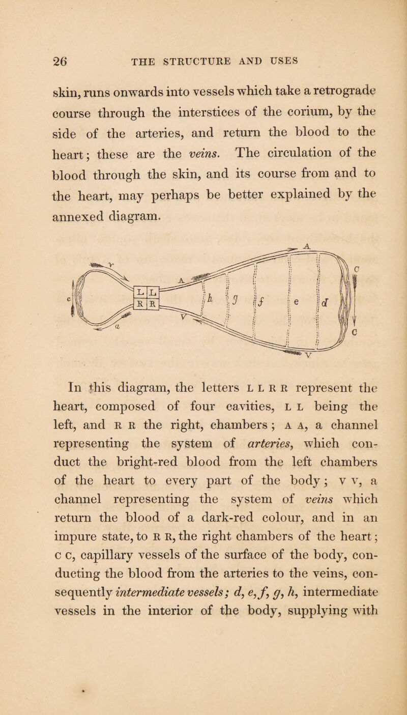 skin, runs onwards into vessels which take a retrograde course through the interstices of the corium, by the side of the arteries, and return the blood to the heart; these are the veins. The circulation of the blood through the skin, and its course from and to the heart, may perhaps be better explained by the annexed diagram. | v c In fhis diagram, the letters llrr represent the heart, composed of four cavities, L L being the left, and r r the right, chambers ; a a, a channel representing the system of arteries, which con¬ duct the bright-red blood from the left chambers of the heart to every part of the body; v v, a channel representing the system of veins which return the blood of a dark-red colour, and in an impure state, to R R, the right chambers of the heart; c c, capillary vessels of the surface of the body, con¬ ducting the blood from the arteries to the veins, con¬ sequently intermediate vessels; d, e,f, g, h, intermediate vessels in the interior of the body, supplying with