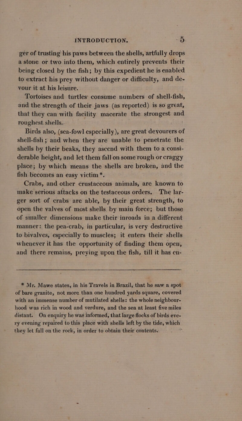 ger of trusting his paws between the shells, artfully drops a stone or two into them, which entirely prevents their being closed by the fish; by this expedient he is enabled to extract his prey without danger or difficulty, and de- vour it at his leisure. Tortoises and turtles’ consume numbers of shell-fish, and the strength of their jaws (as reported) is so great, that they can with facility macerate the strongest and roughest. shells. Birds also, (sea-fowl especially), are great devourers of shell-fish ; and when they are unable to penetrate the shells by their beaks, they ascend with them to a consi- derable height, and let them fall on some rough or craggy place; by which means the shells are broken, and the fish. becomes an easy victim *. Crabs, and other crustaceous animals, are known to make serious attacks on the testaceous orders. The lar- ger sort of crabs are able, by their great strength, to open the valves of most shells by main force; but those of smaller dimensions make their inroads in a different manner: the pea-crab, in particular, is very destructive to bivalves, especially to muscles; it enters their shells whenever it has the opportunity of finding them open, and there remains, preying upon the fish, till it has en- * Mr. Mawe states, in his Travels in Brazil, that he saw a spot of bare granite, not more than one hundred yards square, covered with an immense number of mutilated shells: the whole neighbour- _ hood was rich in wood and verdure, and the sea at least five miles distant. On enquiry he was informed, that large flocks of birds eve- ry evening repaired to this place with shells left by the tide, which they let fall on the rock, in order to obtain their contents. .