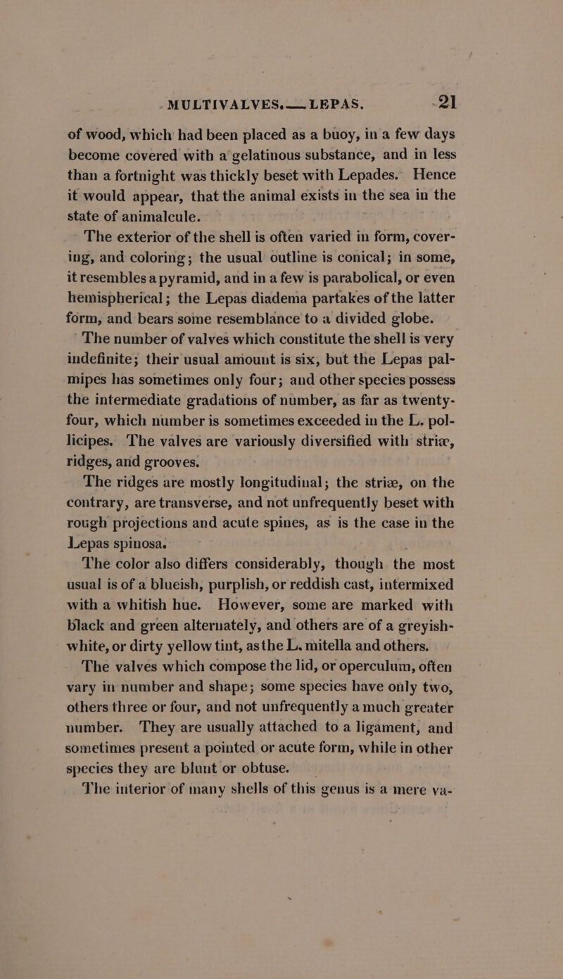 of wood, which had been placed as a buoy, in a few days become covered with a gelatinous substance, and in less than a fortnight was thickly beset with Lepades. Hence it would appear, that the animal exists in the sea in the state of animalcule. The exterior of the shell is often varied in form, cover- ing, and coloring; the usual outline is conical; in some, it resembles a pyramid, and in a few is parabolical, or even hemispherical ; the Lepas diadema partakes of the latter form, and bears some resemblance to a divided globe. The number of valves which constitute the shell is very indefinite; their usual amount is six, but the Lepas pal- mipes has sometimes only four; and other species possess the intermediate gradations of number, as far as twenty- four, which number is sometimes exceeded in the L. pol- licipes. The valves are variously diversified with striae, ridges, and grooves. The ridges are mostly longitudinal; the striz, on the contrary, are transverse, and not unfrequently beset with rough projections and acute spines, as is the case in the Lepas spinosa. The color also differs considerably, though the most usual is of a blueish, purplish, or reddish cast, intermixed with a whitish hue. However, some are marked with black and green alternately, and others are of a greyish- white, or dirty yellow tint, asthe L. mitella and others. The valves which compose the lid, or operculum, often vary in number and shape; some species have only two, others three or four, and not unfrequently a much greater number. They are usually attached to a ligament, and sometimes present a pointed or acute form, while in other species they are blunt or obtuse. The interior of many shells of this genus is a mere va-