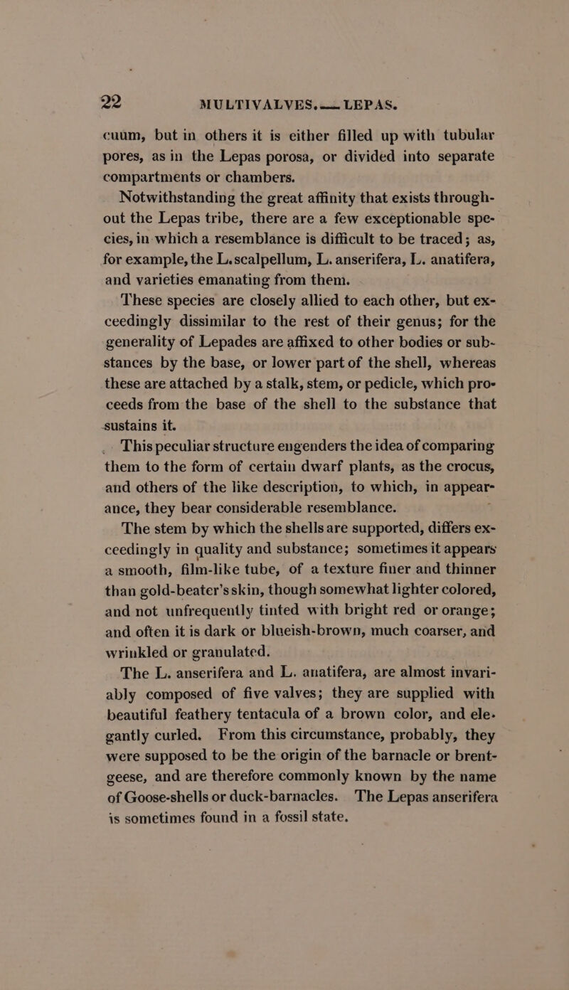 cuum, but in others it is either filled up with tubular pores, asin the Lepas porosa, or divided into separate compartments or chambers. Notwithstanding the great affinity that exists through- out the Lepas tribe, there are a few exceptionable spe- cies, in-which a resemblance is difficult to be traced; as, for example, the L.scalpellum, L. anserifera, L. anatifera, and varieties emanating from them. These species are closely allied to each other, but ex- ceedingly dissimilar to the rest of their genus; for the generality of Lepades are affixed to other bodies or sub- stances by the base, or lower part of the shell, whereas these are attached by a stalk, stem, or pedicle, which pro- ceeds from the base of the shell to the substance that sustains it. This peculiar structure engenders the idea of comparing them to the form of certain dwarf plants, as the crocus, and others of the like description, to which, in witch ance, they bear considerable resemblance. The stem by which the shells are supported, differs ex- ceedingly in quality and substance; sometimes it appears a smooth, film-like tube, of a texture finer and thinner than gold-beater’s skin, though somewhat lighter colored, and not unfrequently tinted with bright red or orange; and often it is dark or blueish-brown, much coarser, and wrinkled or granulated. The L. anserifera and L. anatifera, are almost invari- ably composed of five valves; they are supplied with beautiful feathery tentacula of a brown color, and ele- gantly curled. From this circumstance, probably, they were supposed to be the origin of the barnacle or brent- geese, and are therefore commonly known by the name of Goose-shells or duck-barnacles. The Lepas anserifera is sometimes found in a fossil state.