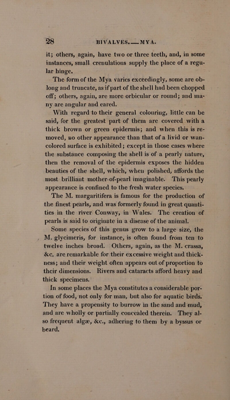 it; others, again, have two or three teeth, and, in some instances, small crenulations supply the place of a regu- lar hinge. The form of the Mya varies exceedingly, some are ob- long and truncate, as if part of the shell had been chopped off; others, again, are more orbicular or round; and ma- ny are angular and eared. With regard to their general colouring, little can be said, for the greatest part of them are covered with a thick brown or green epidermis; and when this is re- moved, no other appearance than that of a livid or wan- colored surface is exhibited ; except in those cases where the substance composing the shell is of a pearly nature, then the removal of the epidermis exposes the hidden beauties of the shell, which, when polished, affords the most brilliant mother-of-pearl imaginable. ‘This pearly appearance is confined to the fresh water species. The M. margaritifera is famous for the production of the finest pearls, and was formerly found in great quanti- ties in the river Conway, in Wales. The creation of pearls is said to originate in a disease of the animal. Some species of this genus grow to a large size, the M. glycimeris, for instance, is often found from ten to twelve inches broad. Others, again, as the M. crassa, &amp;c, are remarkable for their excessive weight and thick- ness; and their weight often appears out of proportion to their dimensions. Rivers and cataracts afford heavy and thick specimens. In some places the Mya constitutes a considerable por- tion of food, not only for man, but also for aquatic birds. They have a propensity to burrow in the sand and mud, and are wholly or partially concealed therein. They al- so frequent alge, &amp;c., adhering to them by a byssus or beard.