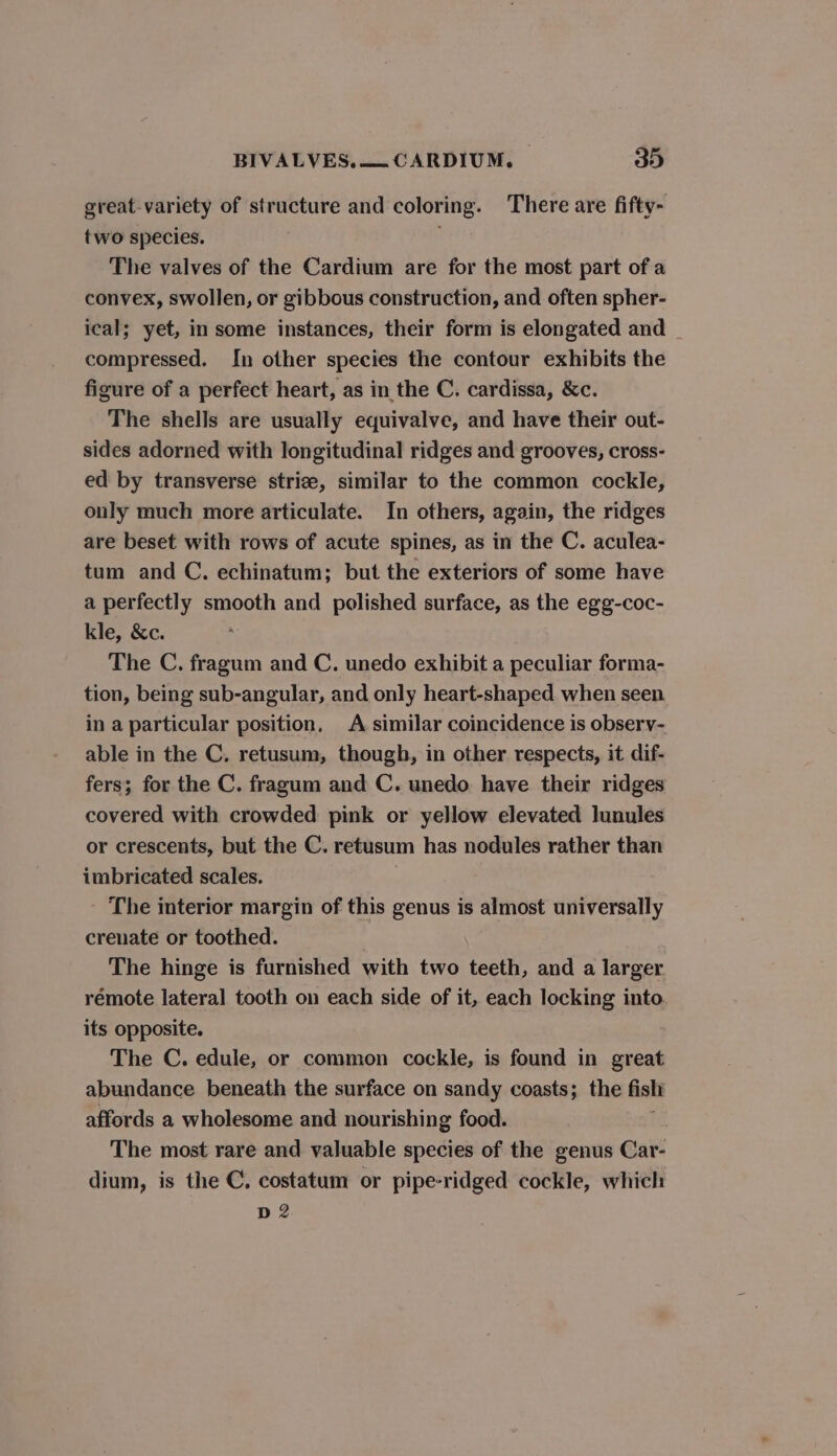 great-variety of structure and coloring. There are fifty- two species. The valves of the Cardium are for the most part of a convex, swollen, or gibbous construction, and often spher- ical; yet, in some instances, their form is elongated and _ compressed. In other species the contour exhibits the figure of a perfect heart, as in the C. cardissa, &amp;c. The shells are usually equivalve, and have their out- sides adorned with longitudinal ridges and grooves, cross- ed by transverse striee, similar to the common cockle, only much more articulate. In others, again, the ridges are beset with rows of acute spines, as in the C. aculea- tum and C. echinatum; but the exteriors of some have a perfectly smooth and polished surface, as the egg-coc- kle, &amp;c. The C. fragum and C. unedo exhibit a peculiar forma- tion, being sub-angular, and only heart-shaped when seen in a particular position, A similar coincidence is obsery- able in the C, retusum, though, in other respects, it dif- fers; for the C. fragum and C. unedo have their ridges covered with crowded pink or yellow elevated lunules or crescents, but the C. retusum has nodules rather than imbricated scales. The interior margin of this genus is almost universally crenate or toothed. The hinge is furnished with two teeth, and a larger rémote lateral tooth on each side of it, each locking into. its opposite. The C. edule, or common cockle, is found in great abundance beneath the surface on sandy coasts; the fish affords a wholesome and nourishing food. The most rare and valuable species of the genus Car- dium, is the C, costatum or pipe-ridged cockle, which D2