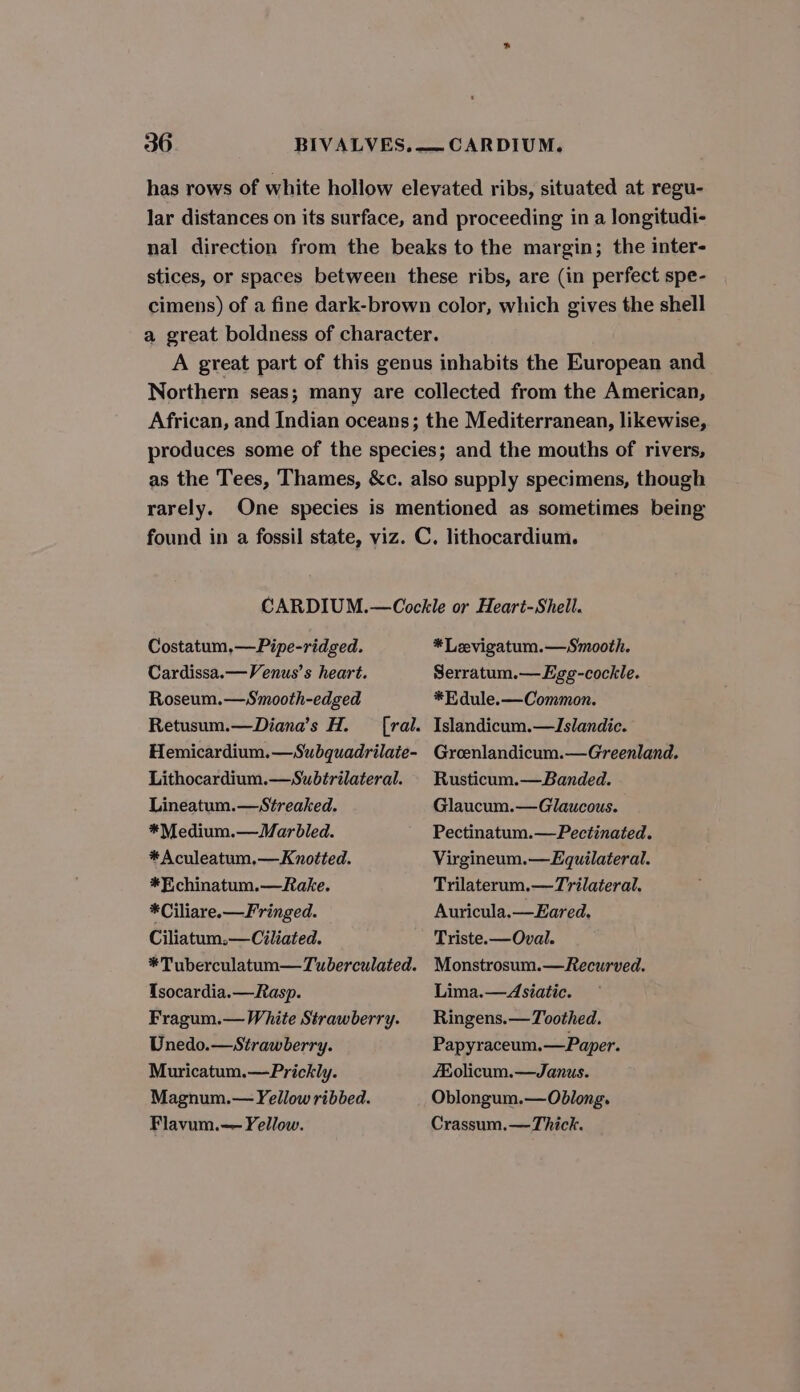 has rows of white hollow elevated ribs, situated at regu- lar distances on its surface, and proceeding in a longitudi- nal direction from the beaks to the margin; the inter- stices, or spaces between these ribs, are (in perfect spe- cimens) of a fine dark-brown color, which gives the shell a great boldness of character. A great part of this genus inhabits the European and Northern seas; many are collected from the American, African, and Indian oceans; the Mediterranean, likewise, produces some of the species; and the mouths of rivers, as the Tees, Thames, &amp;c. also supply specimens, though rarely. One species is mentioned as sometimes being found in a fossil state, viz. C. lithocardium. CARDIUM.—Cockle or Heart-Shell. Costatum,—Pipe-ridged. *Levigatum.—Smooth. Cardissa.—Venus’s heart. Serratum.—Egg-cockle. Roseum.—Smooth-edged *E dule.-—Common. Retusum.—Diana’s H. [ral. Islandicum.—Islandic. Hemicardium.—Subquadrilaie- Groenlandicum.—Greenland. Lithocardium.—Subtrilateral. | Rusticum.—Banded. Lineatum.—Streaked. Glaucum.—Glaucous. *Medium.—WMarbled. Pectinatum.—Pectinated. *Aculeatum.—Knotted. Virgineum.—Equilateral. *Echinatum.—Rake. Trilaterum.—Trilateral. *Ciliare.—F ringed. Auricula.—Eared. Ciliatum.—Ciliated. Triste. —Oval. *Tuberculatum—Tuberculated. Monstrosum.—Recurved. Tsocardia.—Rasp. Lima.— Asiatic. Fragum.— White Strawberry. Ringens.—Toothed. Unedo.—Strawberry. Papyraceum.—Paper. Muricatum.—Prickly. Kolicum.—Janus. Magnum.— Yellow ribbed. Oblongum.— Oblong. Flavum.— Yellow. Crassum.— Thick.