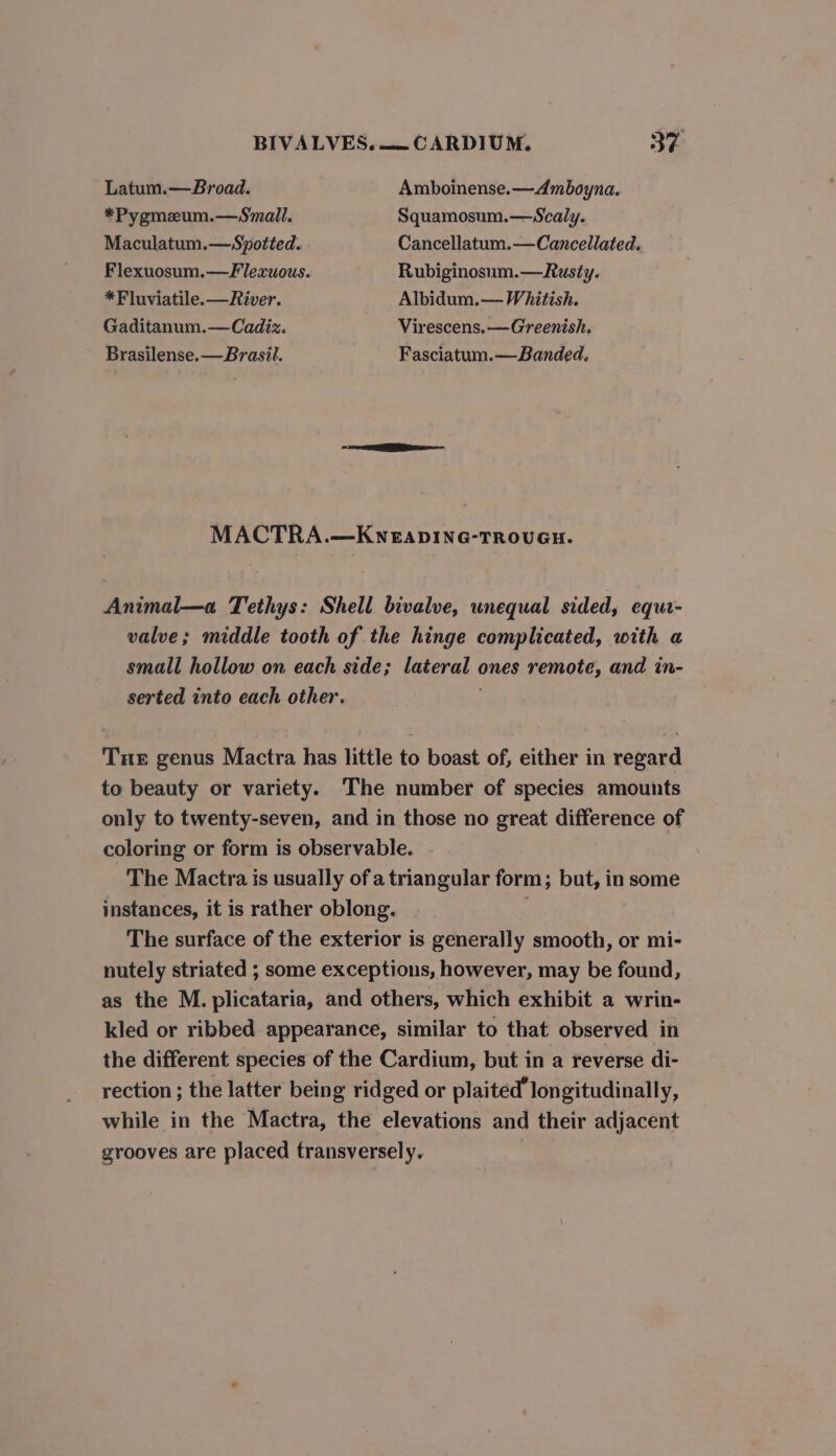 Latum.—Broad. Amboinense.—Amboyna. *Pygmeum.—Small. Squamosum.—Scaly. Maculatum.—Spotted. Cancellatum.—Cancellated. Flexuosum.—Flexuous. Rubiginosum.—Rusty. *F luviatile.—River. Albidum.— Whitish. Gaditanum.— Cadiz. Virescens.—Greenish. Brasilense.—Brasil. Fasciatum.—Banded, EE MACTRA.—KNEADING-TROUGH. Animal—a Tethys: Shell bivalve, unequal sided, eque- valve; middle tooth of the hinge complicated, with a small hollow on each side; lateral ones remote, and in- serted into each other. , Tue genus Mactra has little to boast of, either in regard to beauty or variety. The number of species amounts only to twenty-seven, and in those no great difference of coloring or form is observable. The Mactra is usually of a triangular form; but, in some instances, it is rather oblong. The surface of the exterior is generally smooth, or mi- nutely striated ; some exceptions, however, may be found, as the M. plicataria, and others, which exhibit a wrin- kled or ribbed appearance, similar to that observed in the different species of the Cardium, but in a reverse di- rection ; the latter being ridged or plaited’ longitudinally, while in the Mactra, the elevations and their adjacent grooves are placed transversely.