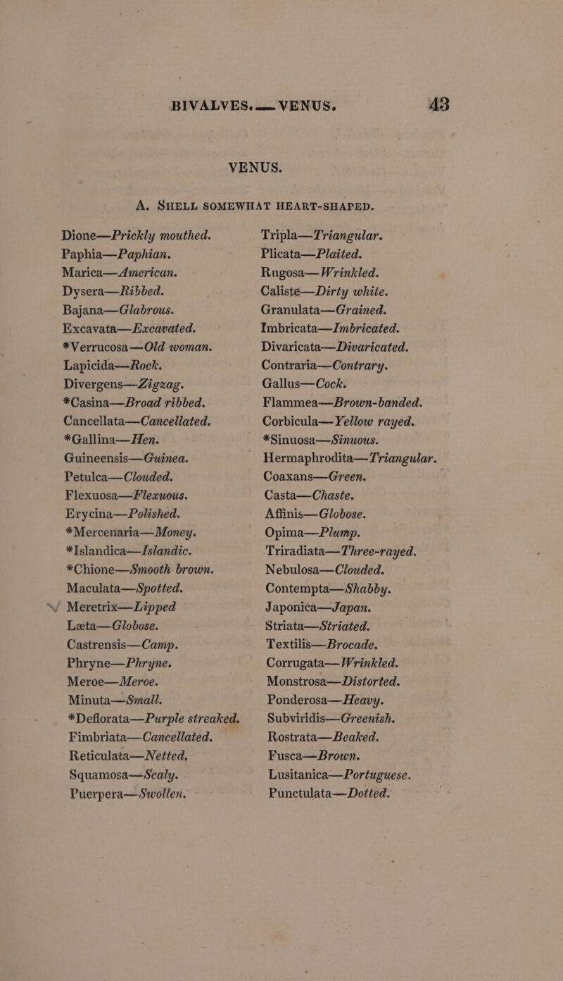 Dione—Prickly mouthed. Paphia—Paphian. Marica— American. Dysera—Ribbed. Bajana—Glabrous. Excavata—Excavated. *Verrucosa—Old woman. Lapicida—Rock. Divergens—Zigzag. *Casina—Broad ribbed. Cancellata—Cancellated. *Gallina— Hen. Guineensis—Gwinea. Petulca—Clouded. Flexuosa—Flexuous. Erycina—Polished. *Mercenaria—Money. *Islandica—Islandic. *Chione—Smooth brown. Maculata—=Spotted. / Meretrix—Lipped Lata—Globose. Castrensis—Camp. Phryne—Phryne. Meroe—WMeroe. Minuta—Small. *Deflorata—Purple streaked. Fimbriata—Cancellated. Reticulata—Netted, Squamosa—Scaly. Puerpera—Swollen. Tripla—Triangular. Plicata—Plaited. Rugosa— Wrinkled. Caliste—Dirty white. Granulata—Grained. Imbricata—Jmbricated. Divaricata—Divaricated. Contraria— Contrary. Gallus—Cock. Flammea—Brown-banded. Corbicula— Yellow rayed. *Sinuosa—Sinuous. Hermaphrodita—Triangular. Coaxans—Green. ; Casta—Chaste. Affinis—Globose. Opima—Plump. Triradiata—Three-rayed. Nebulosa—Clouded. Contempta—Shabby. Japonica—Japan. Striata—Striated. Textilis—Brocade. Corrugata—Wrinkled. Monstrosa—Distorted. Ponderosa—Heavy. Subviridis—Greenish. Rostrata—Beaked. Fusca—Brown. Lusitanica—Portuguese. Punctulata—Dotted.