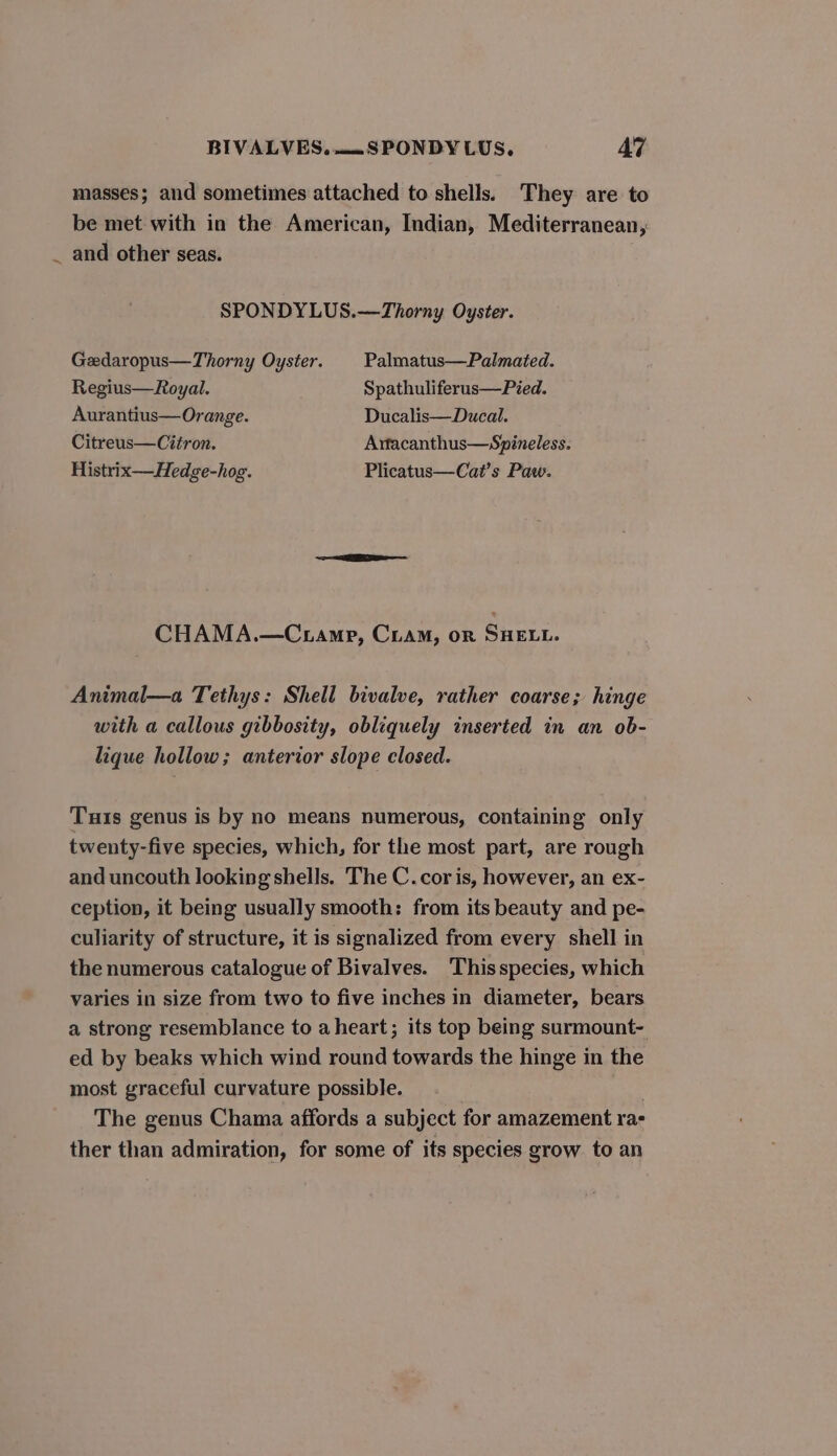 masses; and sometimes attached to shells. They are to be met with in the American, Indian, Mediterranean, _ and other seas. SPONDYLUS.—Thorny Oyster. Gedaropus—Thorny Oyster. Palmatus—Palmated. Regius— Royal. Spathuliferus—Pied. Aurantius—Orange. Ducalis—Ducal. Citreus—Citron. Arfacanthus—Spineless. Histrix—Hedge-hog. Plicatus—Cat’s Paw. CHAMA.—Ctamp, CLAM, or SHELL. Animal—a Tethys: Shell bivalve, rather coarse; hinge with a callous gibbosity, obliquely inserted in an ob- lique hollow; anterior slope closed. Tuts genus is by no means numerous, containing only twenty-five species, which, for the most part, are rough and uncouth looking shells. The C.cor is, however, an ex- ception, it being usually smooth: from its beauty and pe- culiarity of structure, it is signalized from every shell in the numerous catalogue of Bivalves. Thisspecies, which varies in size from two to five inches in diameter, bears a strong resemblance to aheart; its top being surmount- ed by beaks which wind round towards the hinge in the most graceful curvature possible. The genus Chama affords a subject for amazement ras ther than admiration, for some of its species grow to an