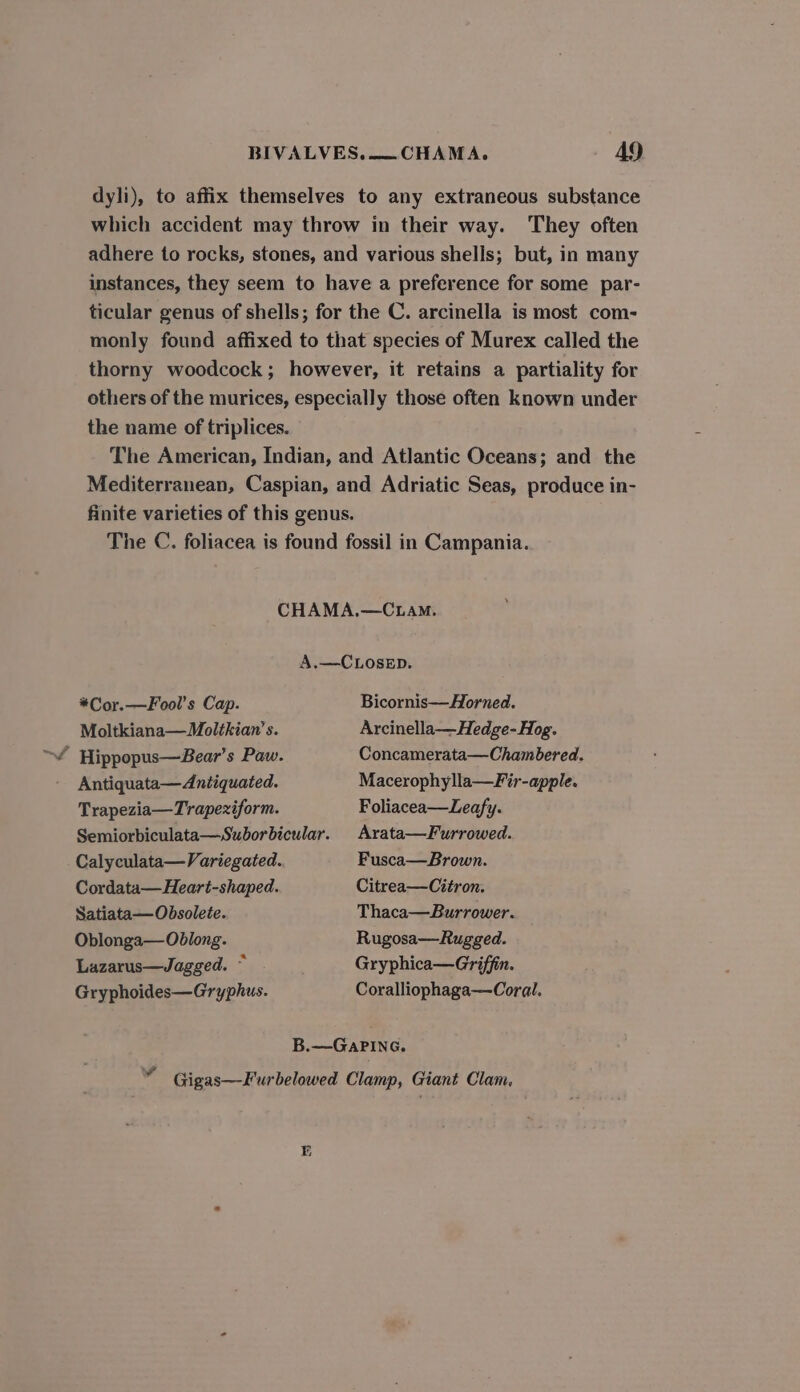 dyli), to affix themselves to any extraneous substance which accident may throw in their way. They often adhere to rocks, stones, and various shells; but, in many instances, they seem to have a preference for some par- ticular genus of shells; for the C. arcinella is most com- monly found affixed to that species of Murex called the thorny woodcock; however, it retains a partiality for others of the murices, especially those often known under the name of triplices. The American, Indian, and Atlantic Oceans; and the Mediterranean, Caspian, and Adriatic Seas, produce in- finite varieties of this genus. The C. foliacea is found fossil in Campania. CHAMA,.—C.LamM. A.—CLOsED. *Cor.—Fool’s Cap. Bicornis—Horned. Moltkiana—Moltkian’s. Arcinella—Hedge-Hog. Concamerata—Chambered. ; Hippopus—Bear’s Paw. Macerophylla—Fir-apple. Antiquata—Antiquated. Trapezia—Trapeziform. Foliacea—Leafy. Semiorbiculata—Suborbicular. Arata—Furrowed. Calyculata—Variegated. Fusca—Brown. Cordata—Heart-shaped. Citrea—Citron. Satiata— Obsolete. Thaca—Burrower. Oblonga— Oblong. Rugosa—Rugged. Lazarus—Jagged. ~ Gryphica—Griffin. Gryphoides—Gryphus. Coralliophaga—Coral. B.—GaPING. Gigas—Furbelowed Clamp, Giant Clam,