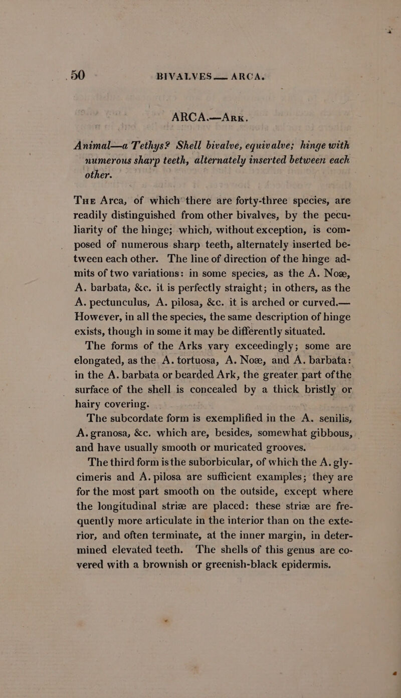 ARCA.—Ark. Animal—a Tethys? Shell bivalve, equivalve; hinge with numerous sharp teeth, alternately inserted between each other. Tue Arca, of which’ there are forty-three species, are readily distinguished from other bivalves, by the pecu- larity of the hinge; which, without exception, is com- posed of numerous sharp teeth, alternately inserted be- tween each other. The line of direction of the hinge ad- mits of two variations: in some species, as the A. Nox, A. barbata, &c. it is perfectly straight; in others, as the A. pectunculus, A. pilosa, &c. it is arched or curved.— However, in all the species, the same description of hinge exists, though in some it may be differently situated. The forms of the Arks vary exceedingly; some are elongated, as the A. tortuosa, A. Noz, and A. barbata: in the A. barbata or bearded Ark, the greater part ofthe surface of the shell is concealed by a thick bristly or hairy covering. The subcordate form is exemplified in the A. senilis, A. granosa, &c. which are, besides, somewhat gibbous, and have usually smooth or muricated grooves. The third form is the suborbicular, of which the A. gly- cimeris and A. pilosa are sufficient examples; they are for the most part smooth on the outside, except where the longitudinal striz are placed: these striz are fre- quently more articulate in the interior than on the exte- rior, and often terminate, at the inner margin, in deter- mined elevated teeth. The shells of this genus are co- vered with a brownish or greenish-black epidermis.