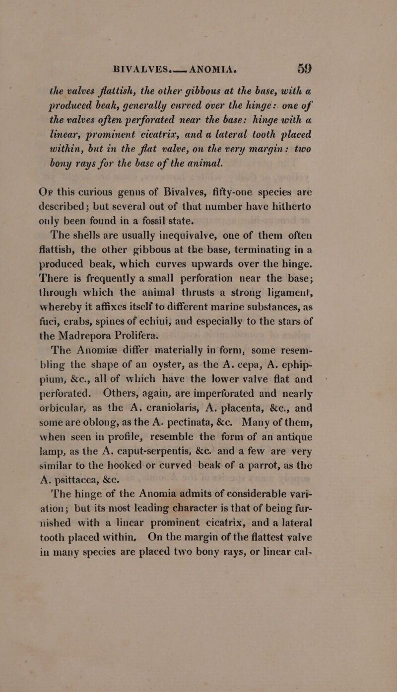 the valves flattish, the other gibbous at the base, with a produced beak, generally curved over the hinge: one of the valves often perforated near the base: hinge with «a linear, prominent cicatrix, and a lateral tooth placed within, but in the flat valve, on the very margin: two bony rays for the base of the animal. Or this curious genus of Bivalves, fifty-one species are described; but several out of that number have hitherto only been found in a fossil state. The shells are usually inequivalve, one of them often flattish, the other gibbous at the base, terminating in a produced beak, which curves upwards over the hinge. There is frequently a small perforation near the base; through which the animal] thrusts a strong ligament, whereby it affixes itself to different marine substances, as fuci, crabs, spines of echini, and especially to the stars of the Madrepora Prolifera. The Anomie differ materially in form, some resem- bling the shape of an oyster, as the A. cepa, A. ephip- pium, &amp;c., all of which have the lower valve flat and perforated. Others, again, are imperforated and nearly orbicular, as the A. craniolaris, A. placenta, &amp;c., and some are oblong, as the A. pectinata, &amp;c. Many of them, when seen in profile, resemble the form of an antique lamp, as the A. caput-serpentis, &amp;c. and a few are very similar to the hooked or curved beak of a parrot, as the A. psittacea, &amp;c. The hinge of the Anomia admits of considerable vari- ation; but its most leading character is that of being fur- nished with a linear prominent cicatrix, and a lateral tooth placed within, On the margin of the flattest valve in many species are placed two bony rays, or linear cal-