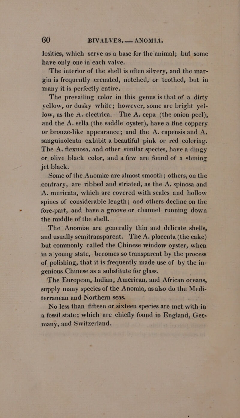 losities, which serve as a base for the animal; but some have only one in each valve. The interior of the shell is often silvery, and the mar- gin is frequently crenated, notched, or toothed, but in many it is perfectly entire. The prevailing color in this genus is that of a dirty yellow, or dusky white; however, some are bright yel- low, as the A. electrica. The A. cepa (the onion peel), and the A. sella (the saddle oyster), have a fine coppery or bronze-like appearance; and the A. capensis and A. sanguinolenta exhibit a beautiful pink or red coloring. The A. flexuosa, and other similar species, have a dingy or olive black color, and a few are found of a shining jet black. Some of the Anomize are almost smooth; others, on the coutrary, are ribbed and striated, as the A. spinosa and A. muricata, which are covered with scales and hollow spines of considerable length; and others decline on the fore-part, and have a groove or channel running down the middle of the shell. The Anomiz are generally thin and delicate shells, and usually semitransparent. The A. placenta (the cake) but commonly called the Chinese window oyster, when in a young state, becomes so transparent by the process of polishing, that it is frequently made use of by the in- genious Chinese as a substitute for glass. The European, Indian, American, and African oceans, supply many species of the Anomia, as also do the Medi- terranean and Northern seas. No less than fifteen or sixteen species are met with in a fossil state; which are chiefly found in England, Ger- many, and Switzerland.
