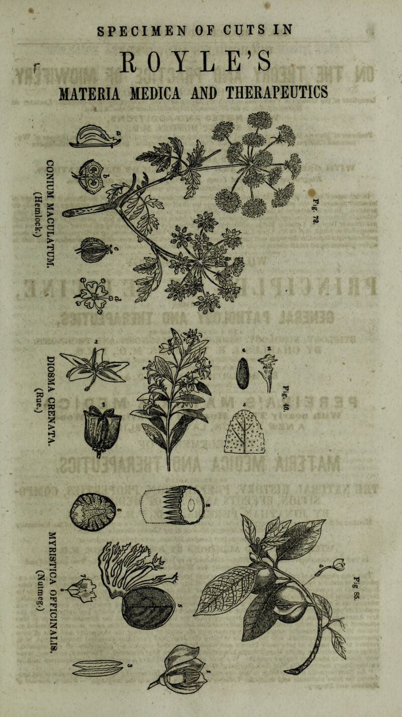 CONIUM MACULATUM. DIOSMA CRENATA. MYRISTICA OFFICINALIS. (Hemlock.) (Rue.) (Nutmeg.) SPECIMEN OF CUTS IN ROYLE’S MATERIA MEDICA ANR THERAPEUTICS Fig. 78.