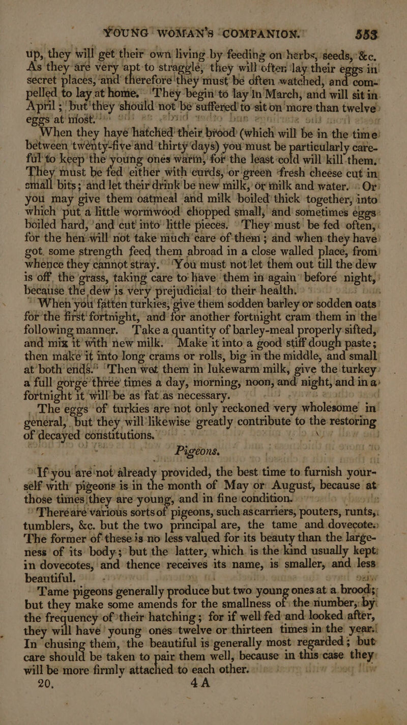 up,, they will get their own living by feeding on’ herbs; seeds, &amp;c. As they are very apt-to stragglé, they will often ‘lay:their eggs in’ secret places, ‘and therefore they must’ be often watched, and com= pelled to lay at home, ‘They ‘begin'to lay In'March, and will sit in. April ; but ‘they ‘should not ‘be’ suffered’ to'sit on'more'than twelve» eBee at iiodt 4! om) ke ebrid -weto bag epniixele oid mcit ede When they haye hatched their biood (which will be in the time: between twenty-five’and’ thirty ‘days) you’must be pai ‘ticularly care- ful to keep ‘the young'‘onés warin, for the least cold will ‘kill them, They must be fed either with ‘curds, or green ‘fresh cheese cut in: small bits ;-and let their drink' be new milk,’ or milk and water. ° Or: you may give them oatmeal and milk boiled’ thick together, into which ‘put a little ‘wormwood: éhopped small, and’ sometimes eggs: boiled hard, ‘and cut mto little pieces. ‘They’ must: be fed often, for the hen:will not take much care of:them ; and when they have: got. some strength feed them abroad in a close walled place, from: whence they cannot stray. ‘You must not'let them out till the dew is off the grass, taking care to: have them in again” before night, ' j because the dew is very prejudicial to their health. Lad bigs ~ When you fatten turkies; sive them sodden barley or sodden oats ' for the first‘fortnight, and for another fortnight cram them in the’ following manner. ‘Take a quantity of barley-meal properly sifted, and mix it’ with new milk. Make it into a good stiff dough paste ; then make’ it into long crams or rolls, big in the middle, and small at both’ ends. ‘Then wat them in lukewarm milk, give the turkey: a full yorge three’ times a day, morning, noon, and night, and in a: fortnight it ‘will be as fat.as necessary. ud YAWS auatho Yaiod _ The eggs ‘of turkies are not only reckoned very wholesome in general, but they will'likewise greatly contribute to the restoring of decayed constitutions, RSI YO AN nw okt aL Les ee ae, Pigeons. oy “Ifyou aré'not’ already provided, the best time to furnish your- sélf with’ pigeons is in the month of May or August, because at: those times |they are young, and in fine'condition. ©) |» » Theréare'various sorts of pigeons, such ascarriers, pouters, runts,: tumblers, &amp;c. but the two principal are, the tame_and dovecote.) The former of:these.is no less valued for its beauty than the large- ness of its body-;*but the latter, which. is the kind usually kept; in dovecotes, and thence receives its name, is smaller, and less beautiful. (OVIR ooy od iit. Oo onet ogi Tame pigeons generally produce but two young ones at a. broods; but they make some amends for the smallness of : the number;: by: the frequency ‘oftheir hatching; for if well fedand looked after, they will have! young onés twelve or'thirteen times in the year: In chusing them, ‘the beautiful is'generally most regarded ; but care should be taken to = them well, because in this case they: will be more firmly attached to each other. © 20, ) 4A