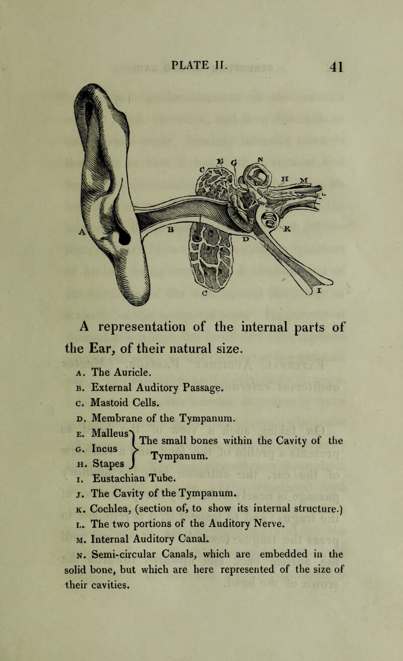 A representation of the internal parts of the Ear, of their natural size. a. The Auricle. b. External Auditory Passage. c. Mastoid Cells. d. Membrane of the Tympanum. The small bones within the Cavity of the Tympanum. i. Eustachian Tube. j. The Cavity of the Tympanum. k. Cochlea, (section of, to show its internal structure.) l. . The two portions of the Auditory Nerve. m. Internal Auditory Canal. n. Semi-circular Canals, which are embedded in the solid bone, but which are here represented of the size of their cavities.