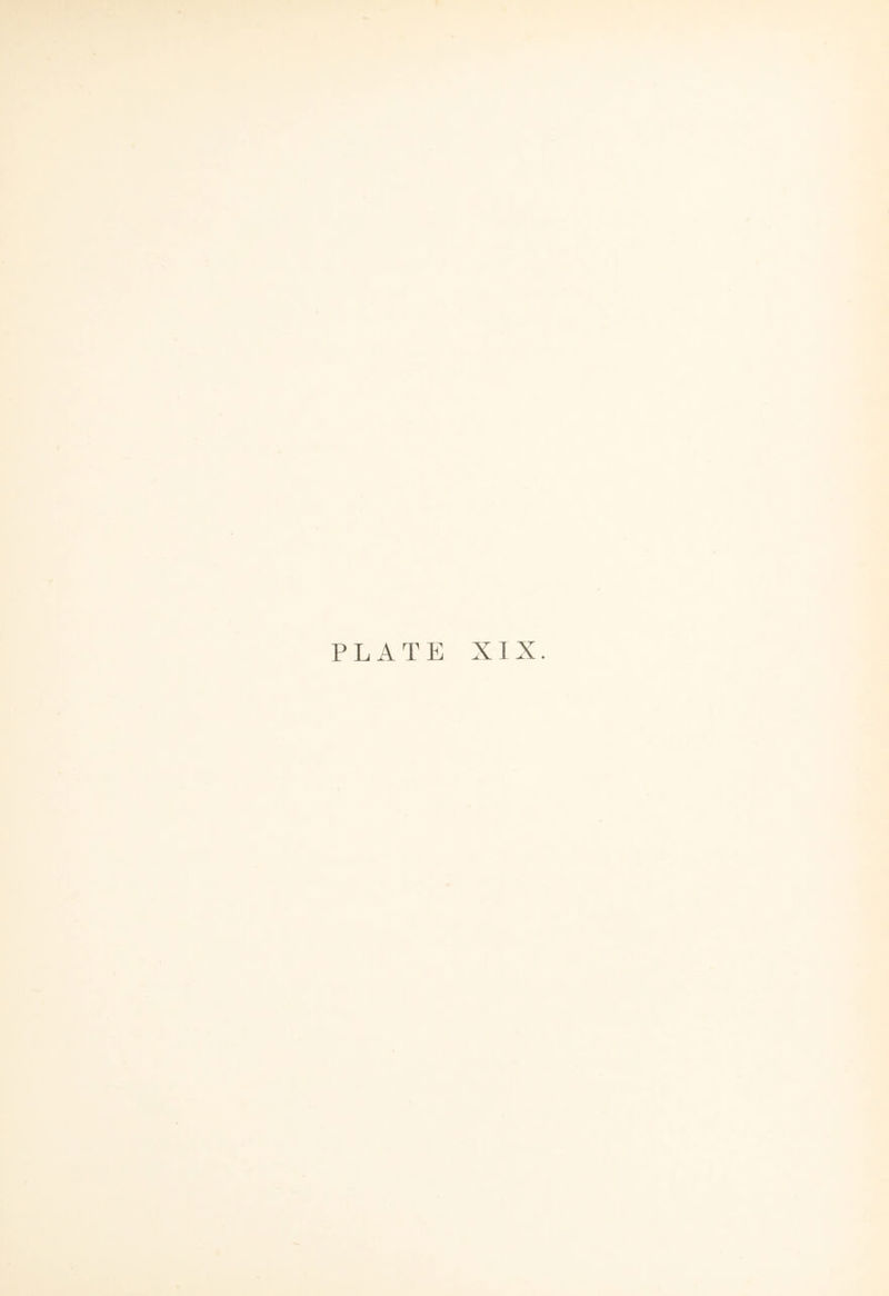 PLATE XIX.